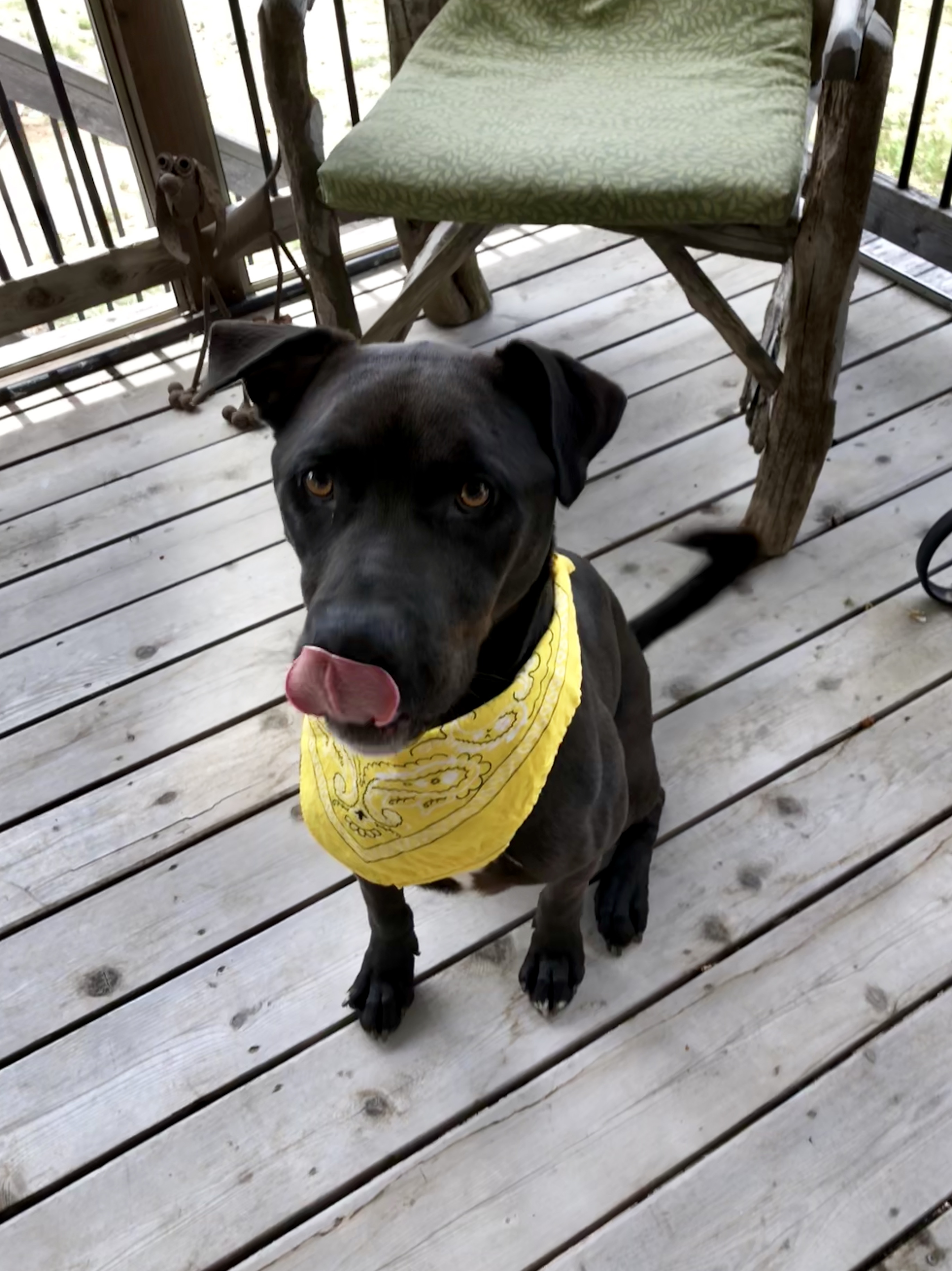 Bode, a Adopted mixed breed in Trimble, MO image 5/12