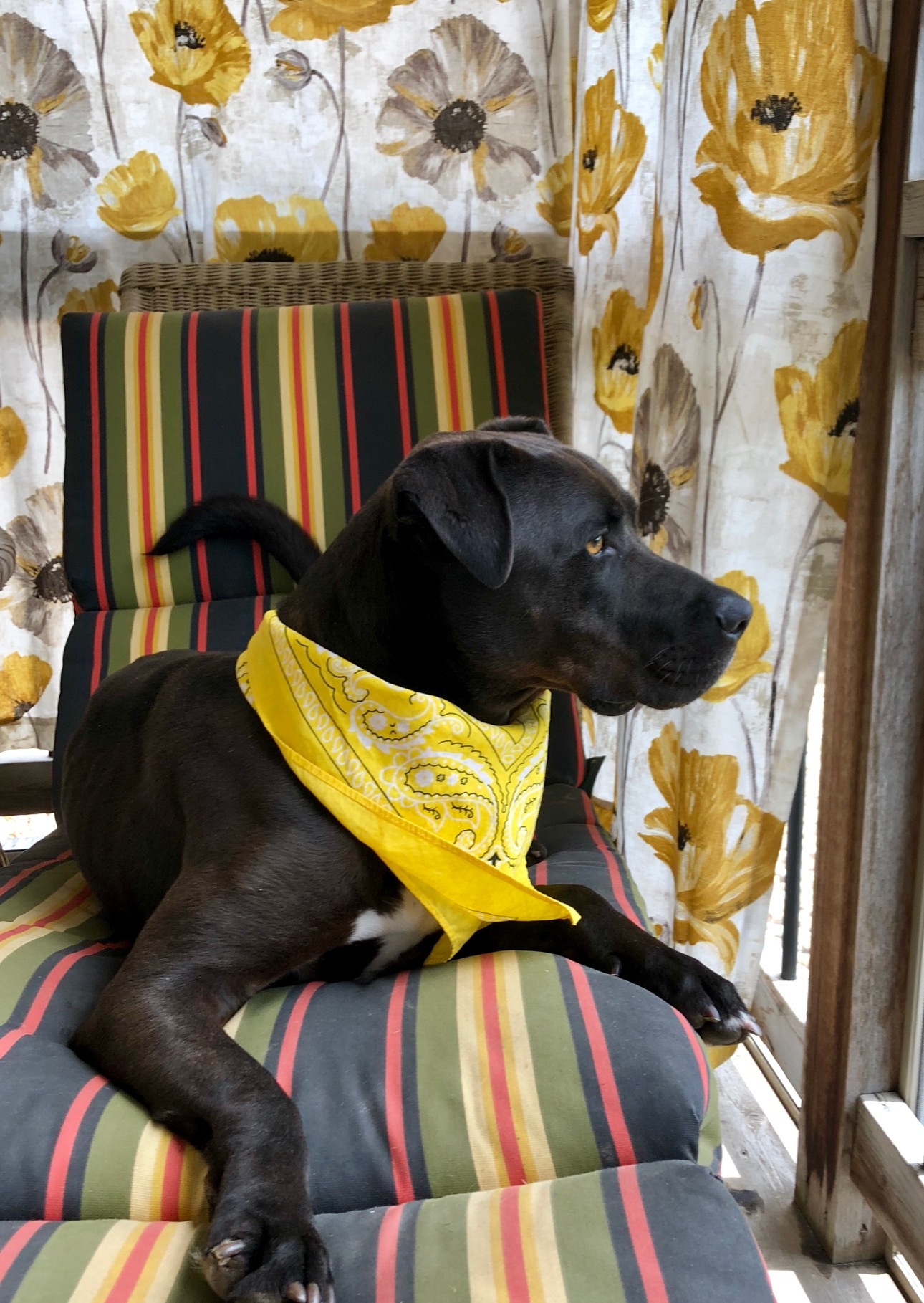 Bode, a Adopted mixed breed in Trimble, MO image 6/12