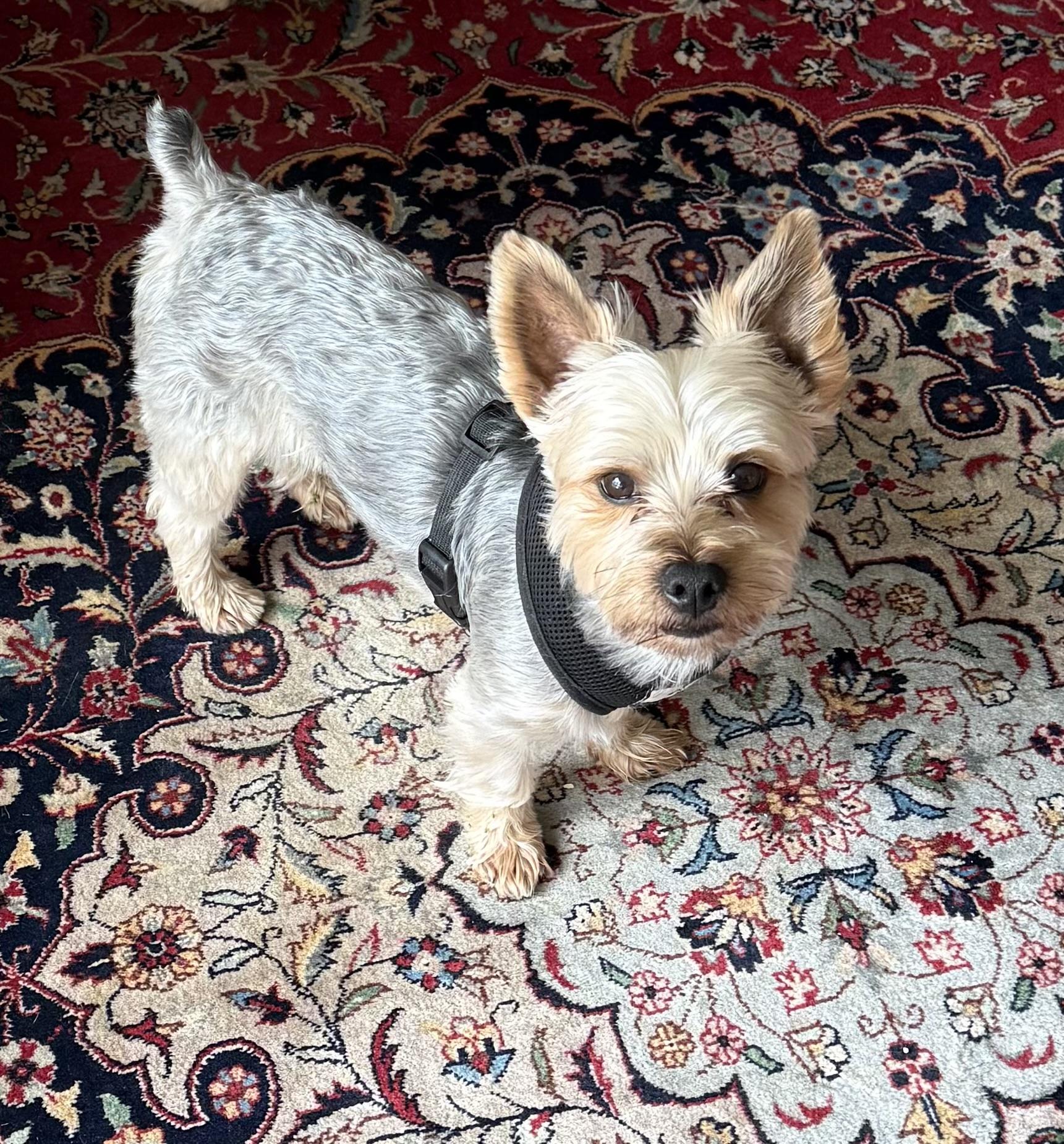 Enlarge Buster, a ADOPTABLE Yorkshire Terrier in Bradenton, FL image 4/4