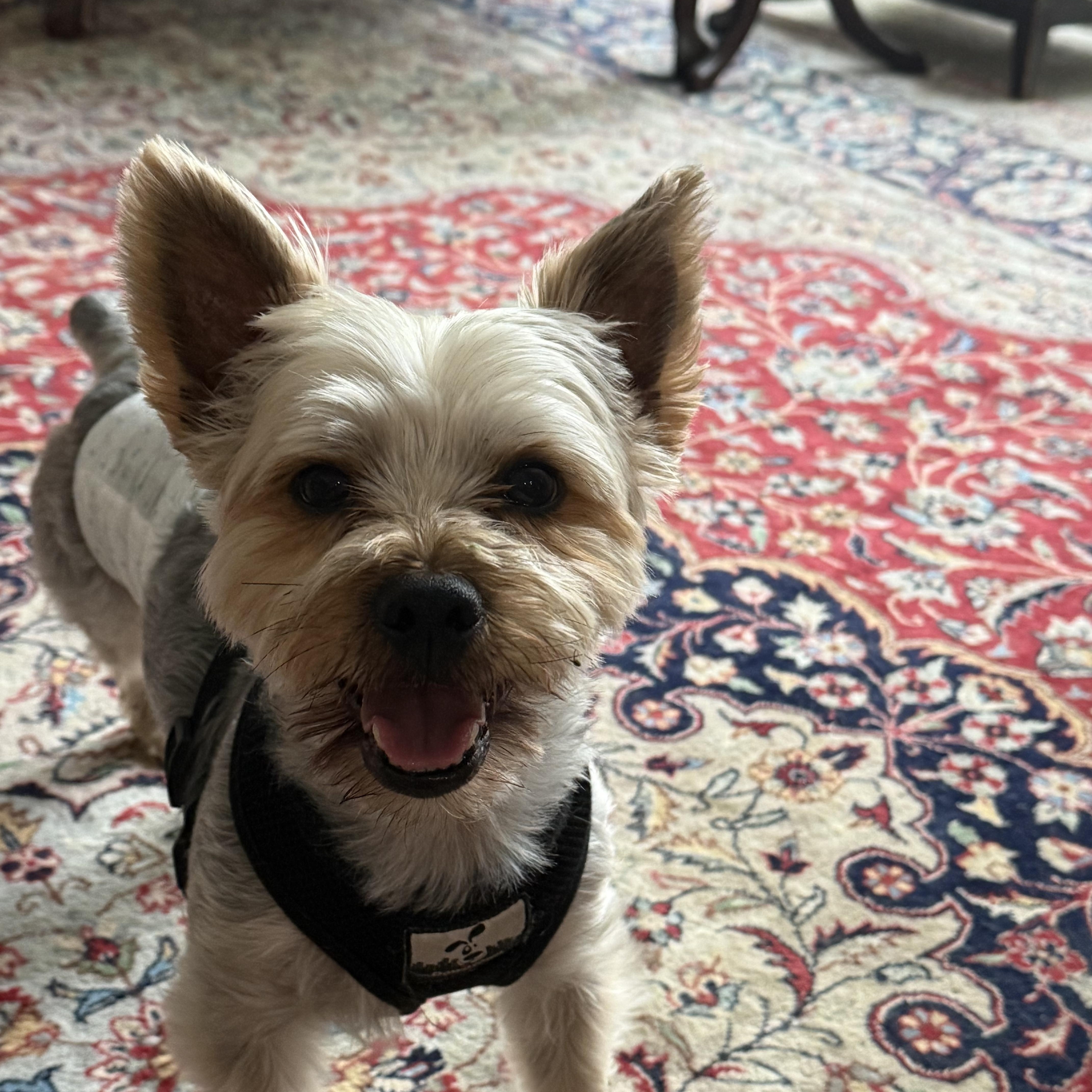 Enlarge Buster, a ADOPTABLE Yorkshire Terrier in Bradenton, FL image 3/4