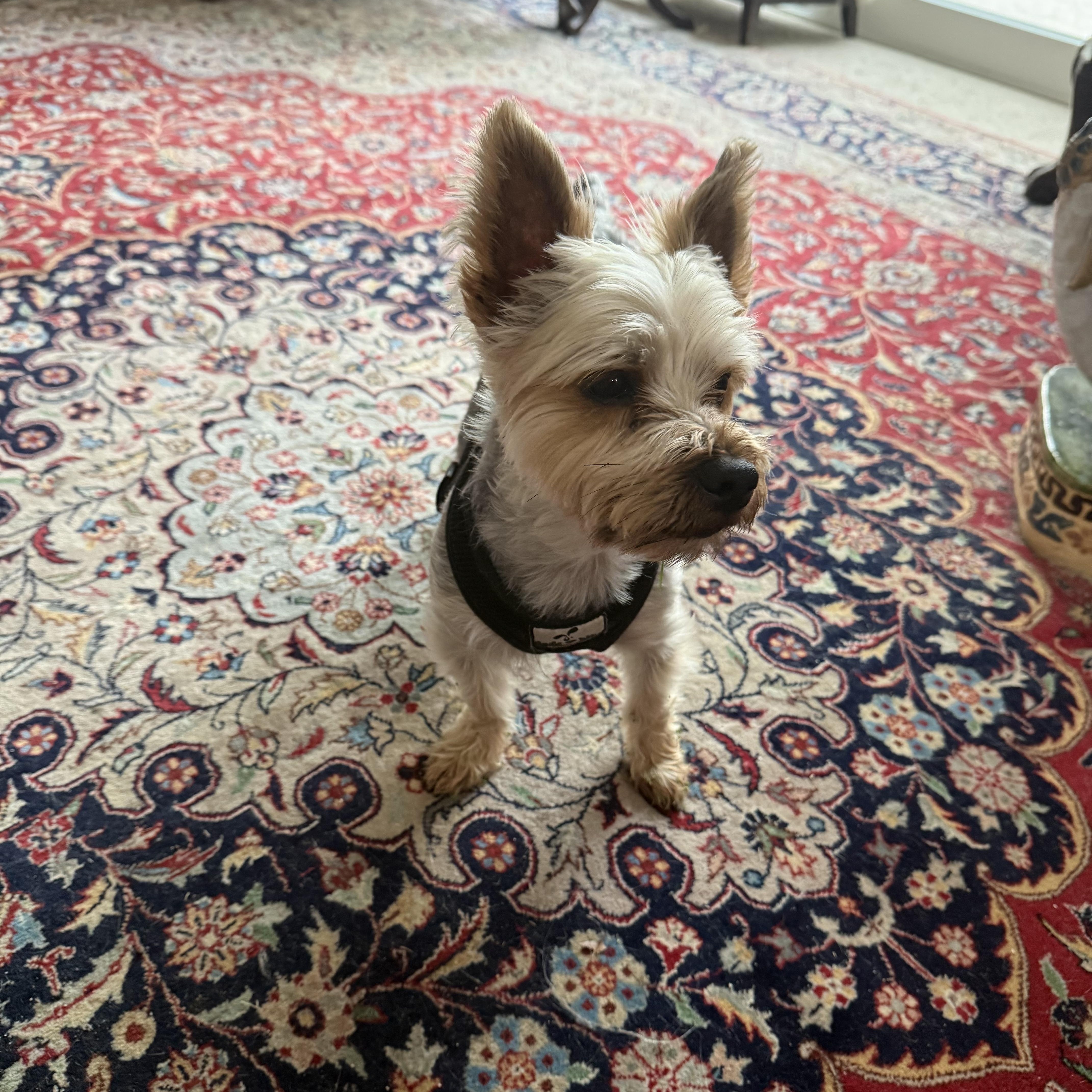 Enlarge Buster, a ADOPTABLE Yorkshire Terrier in Bradenton, FL image 2/4