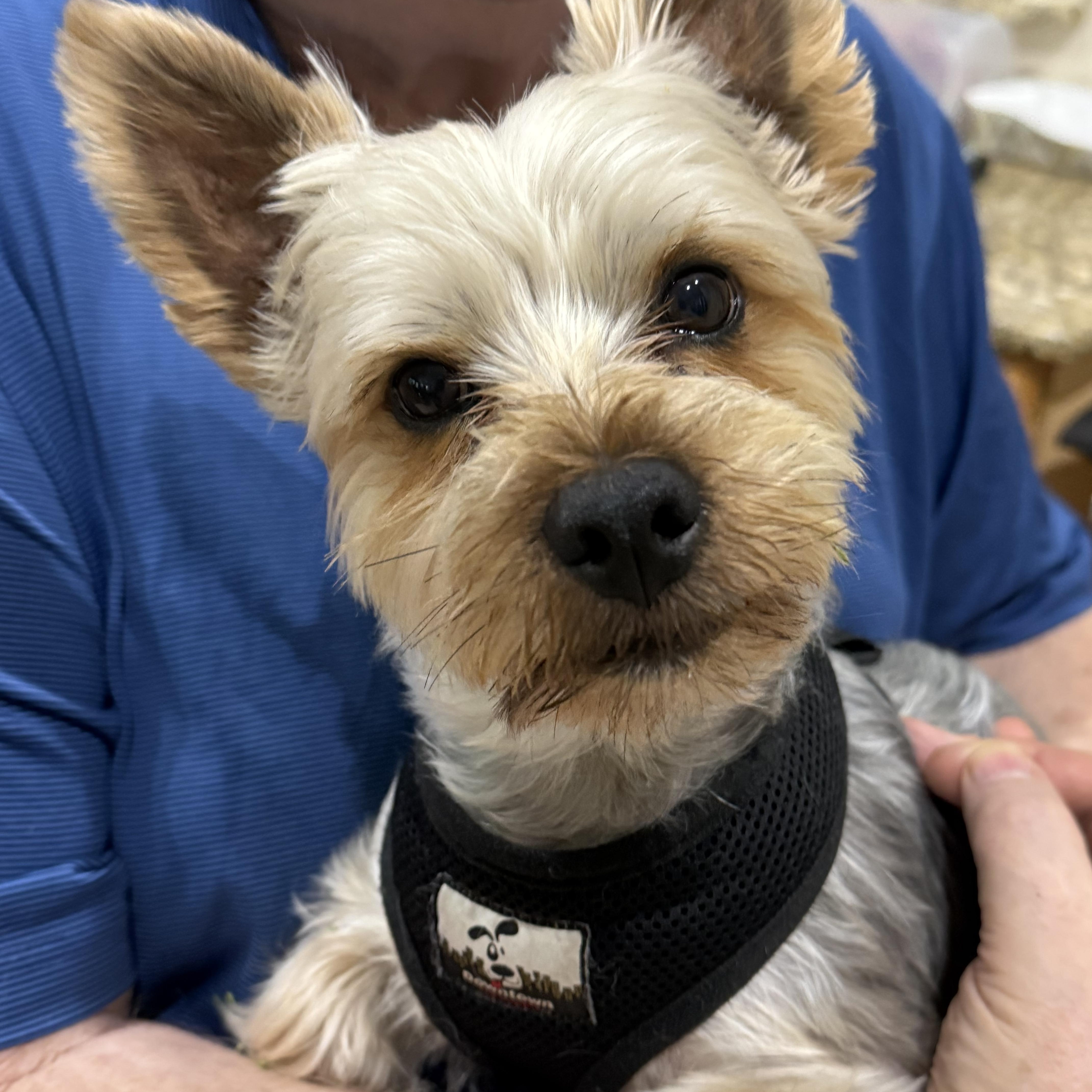 Buster, ADOPTABLE, Young Male Yorkshire Terrier.