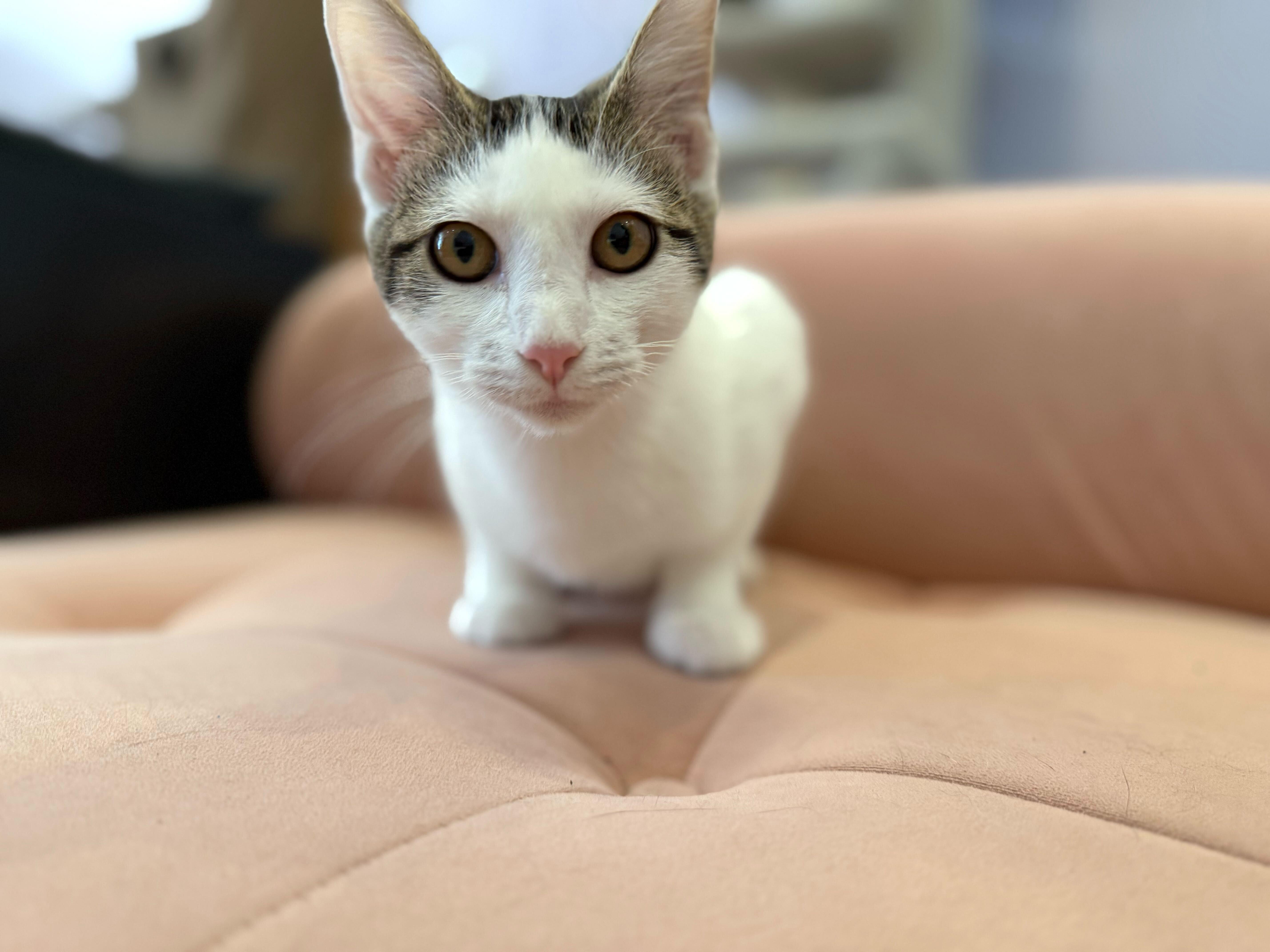 Jinx, Baby Female Domestic Short Hair