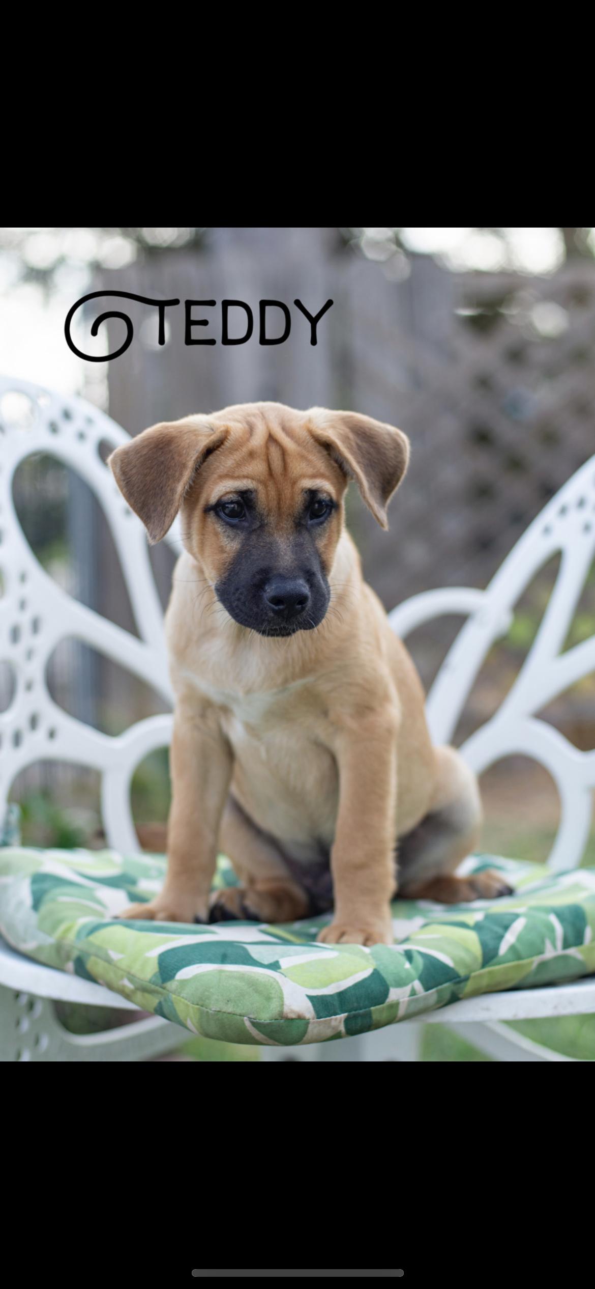 Terrier