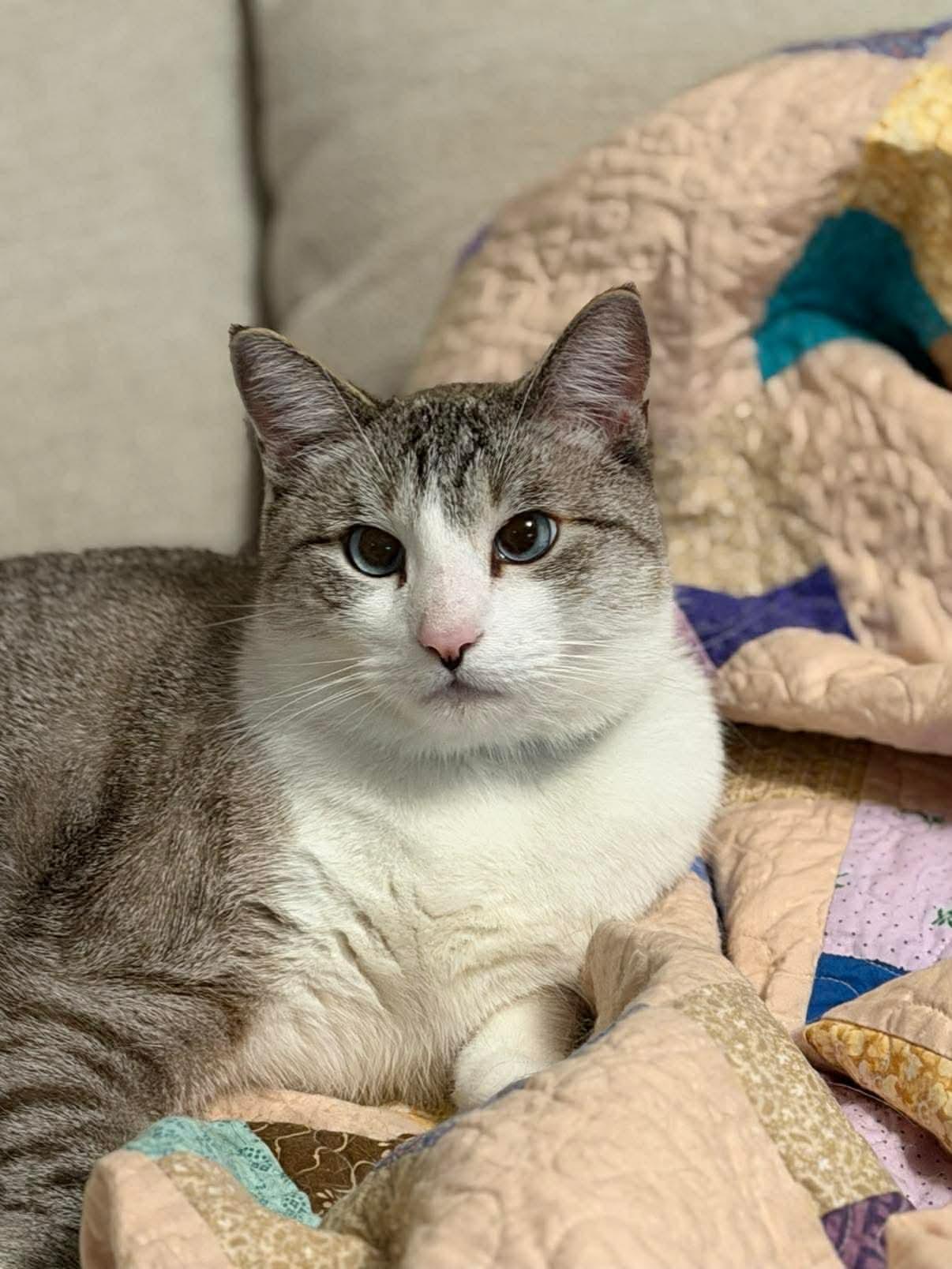 Enlarge Walter, an adopted Domestic Short Hair in Seattle, WA image 3/6