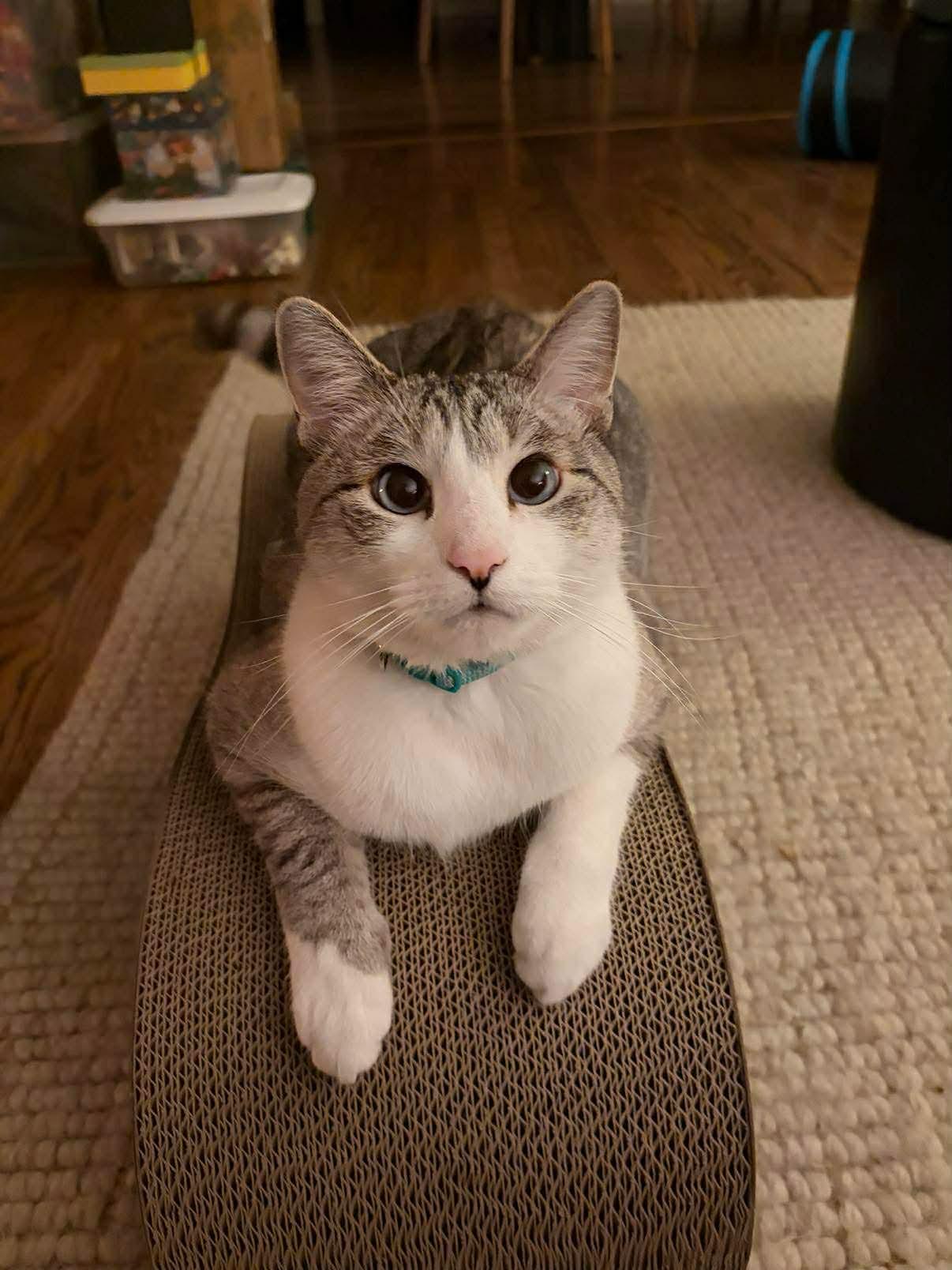 Enlarge Walter, an adopted Domestic Short Hair in Seattle, WA image 1/6