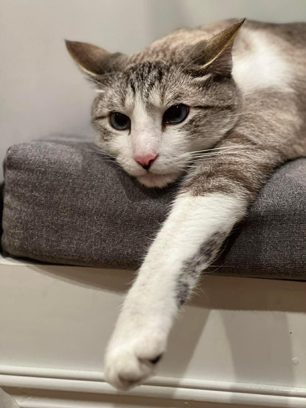 Enlarge Walter, an adopted Domestic Short Hair in Seattle, WA image 4/6