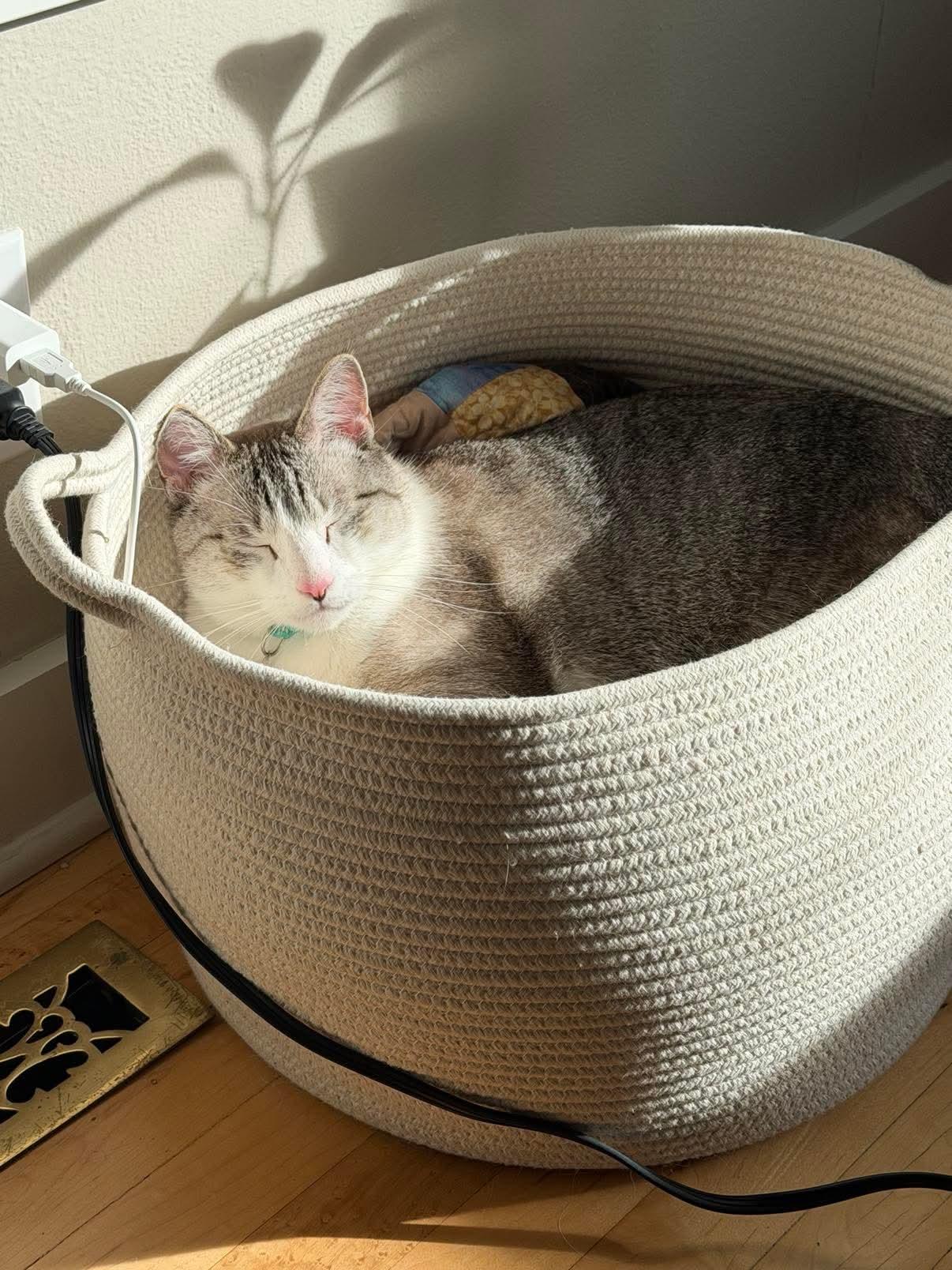 Enlarge Walter, an adopted Domestic Short Hair in Seattle, WA image 6/6