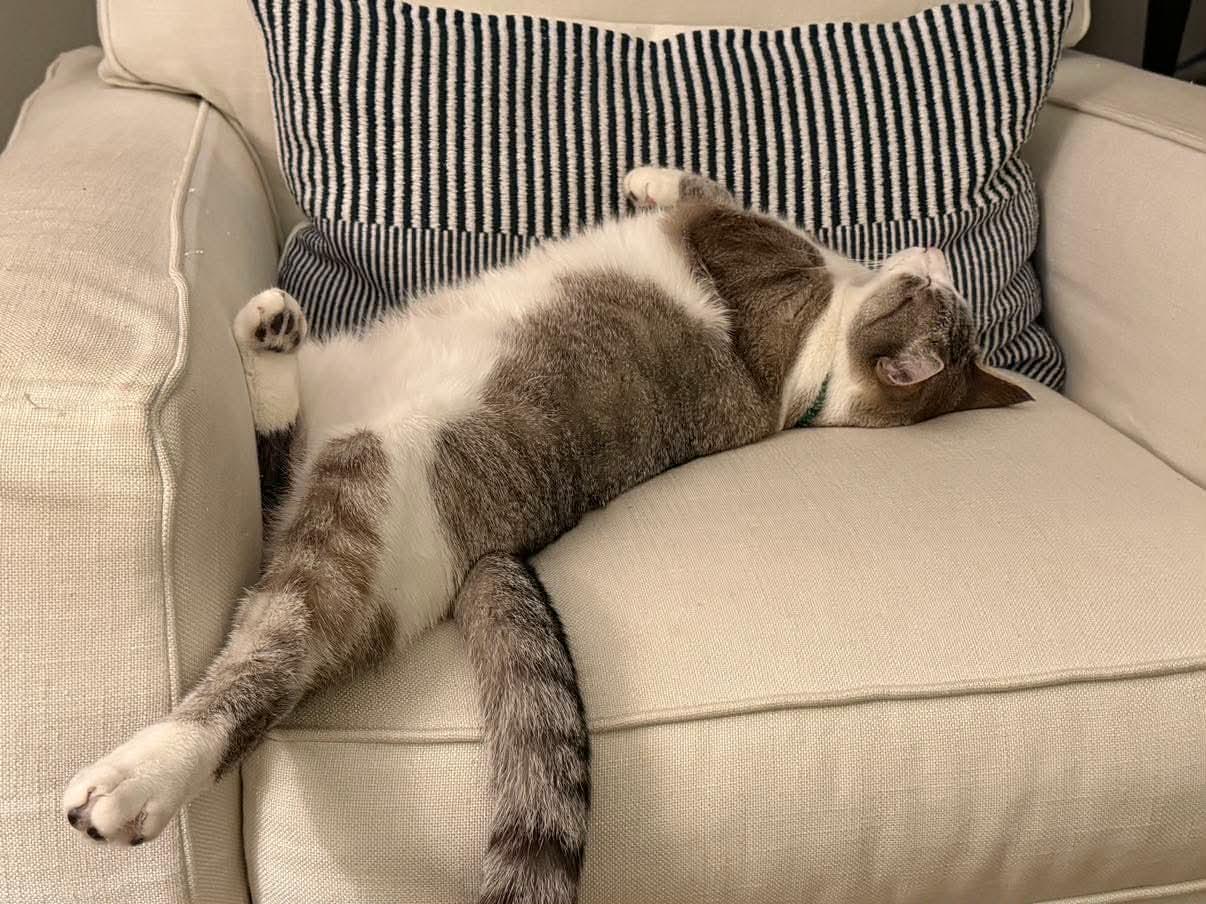 Enlarge Walter, an adopted Domestic Short Hair in Seattle, WA image 2/6