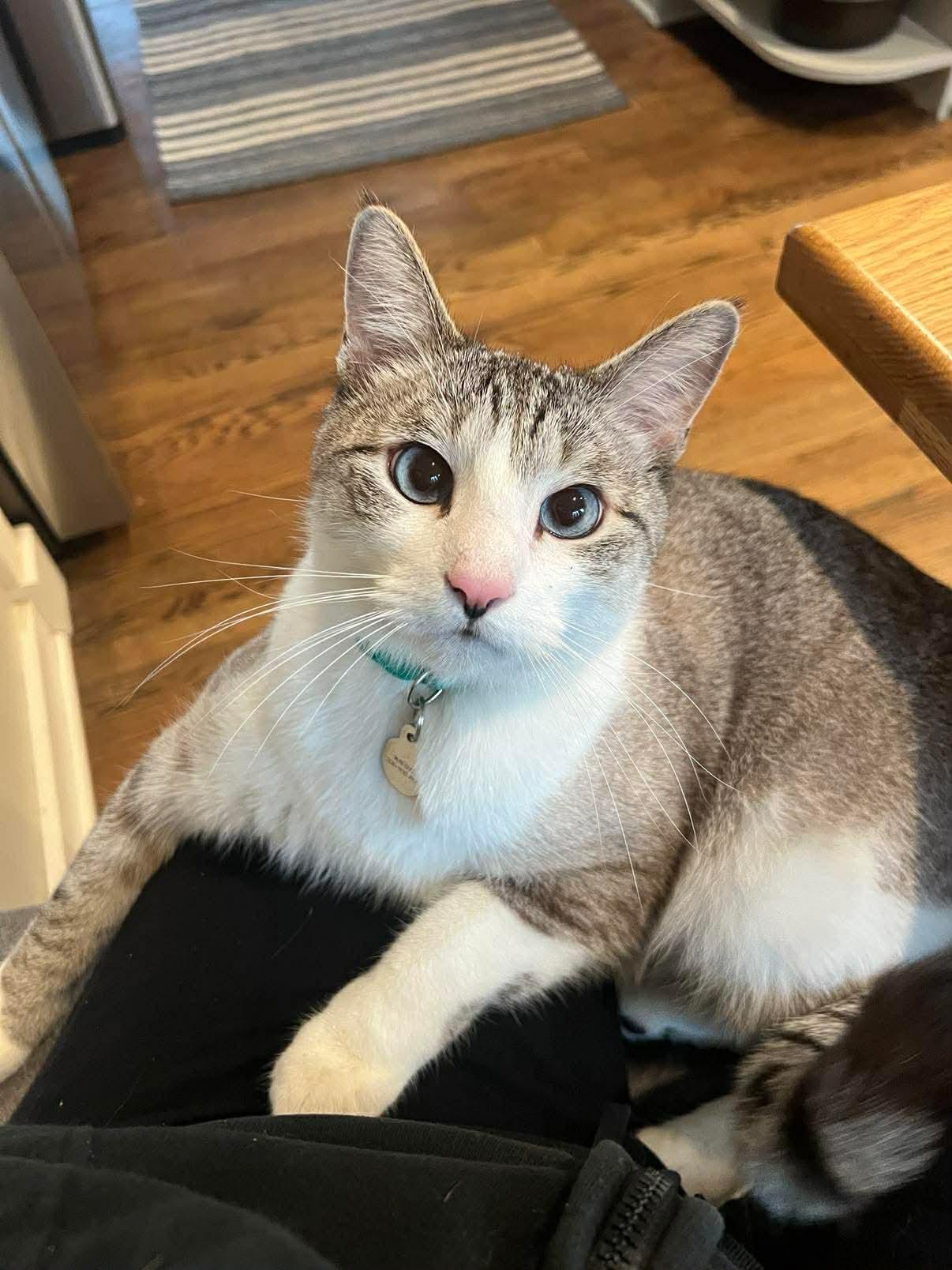 Enlarge Walter, an adopted Domestic Short Hair in Seattle, WA image 5/6