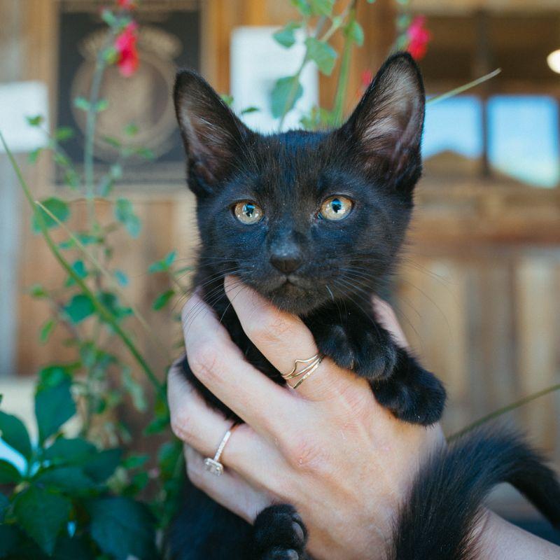 Shark, ADOPTABLE, Kitten Male Domestic Short Hair.