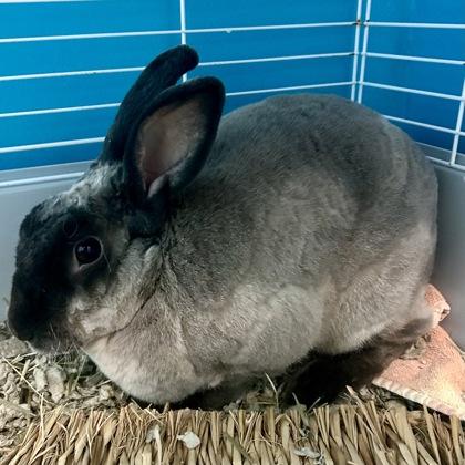 Bun Jovi, Adoptable, Adult Female Bunny Rabbit & Bunny Rabbit.