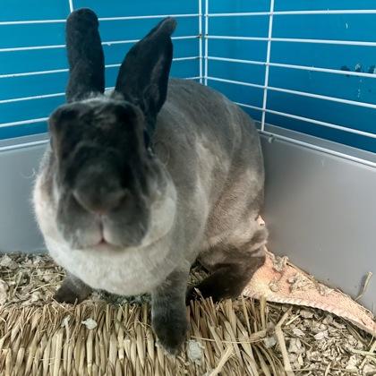 Bun Jovi, Adoptable, Adult Female Bunny Rabbit & Bunny Rabbit.