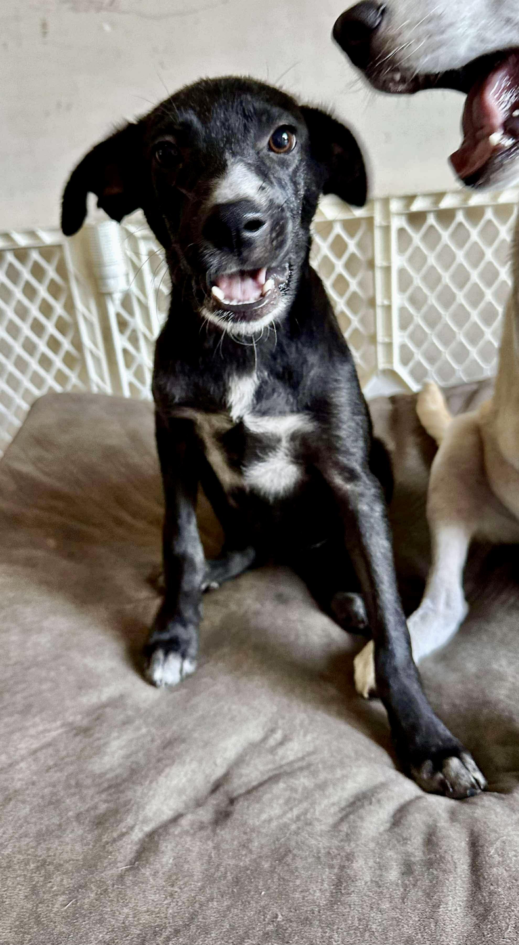 Enlarge Harper, a Adoptable mixed breed in Ann Arbor, MI image 2/6