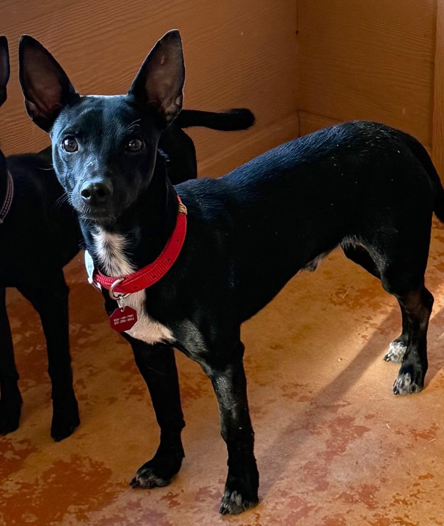 Jango, Adoptable, Young Male Terrier & Chihuahua.