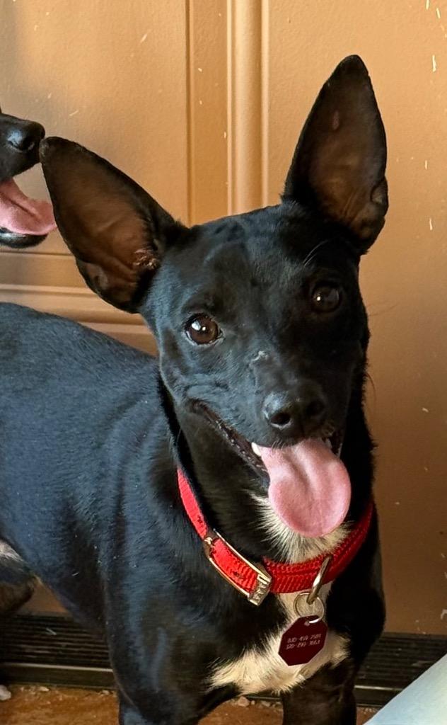 Enlarge Jango, a Adoptable mixed breed in Junction, TX image 2/5