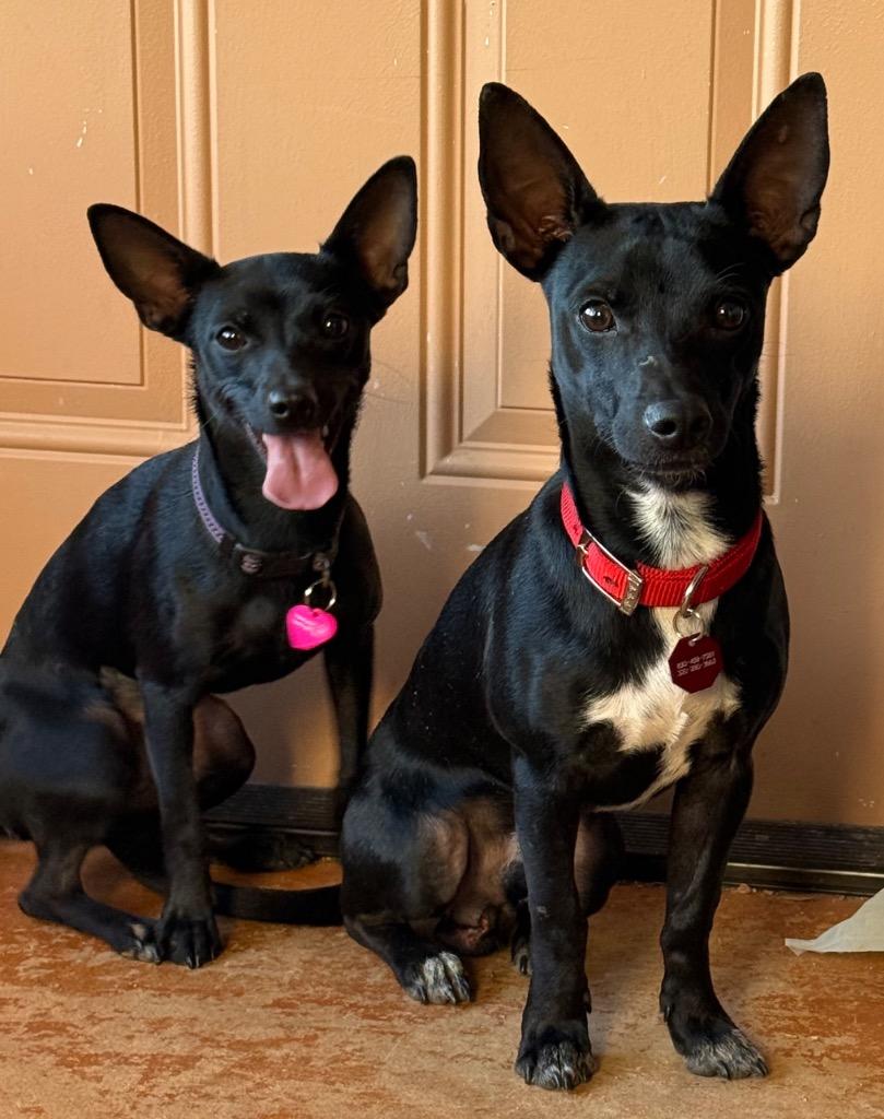 Enlarge Jango, a Adoptable mixed breed in Junction, TX image 3/5