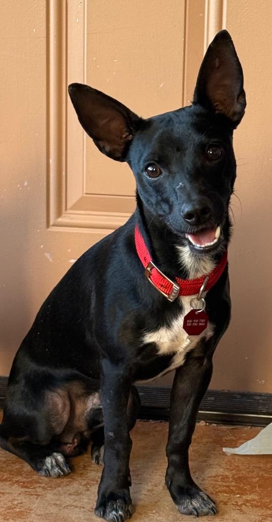 Enlarge Jango, a Adoptable mixed breed in Junction, TX image 4/5