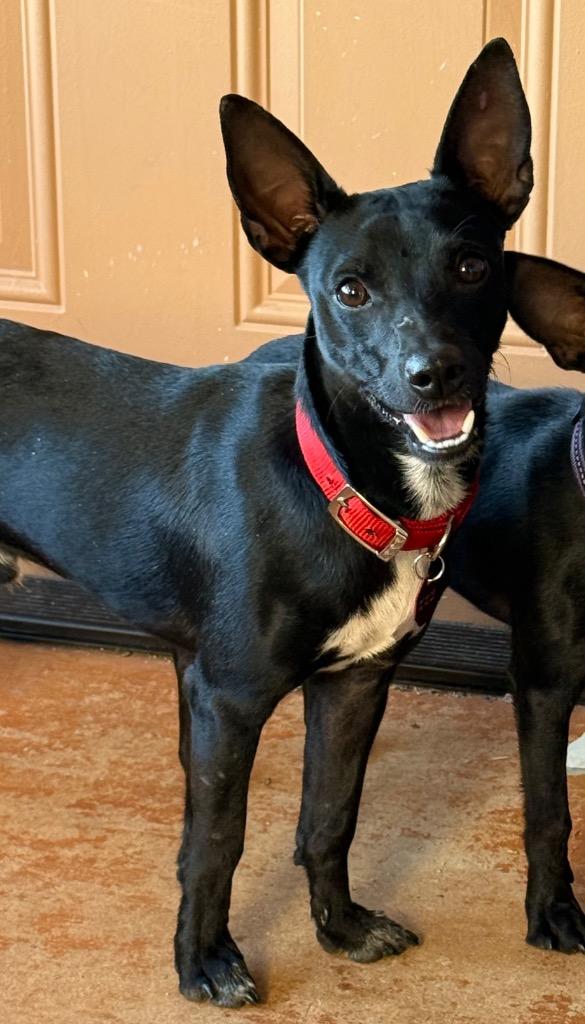 Enlarge Jango, a Adoptable mixed breed in Junction, TX image 5/5