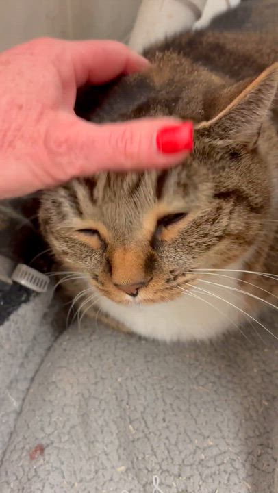 Enlarge Smokey, an adoptable mixed breed in North Kingstown, RI video 6/6