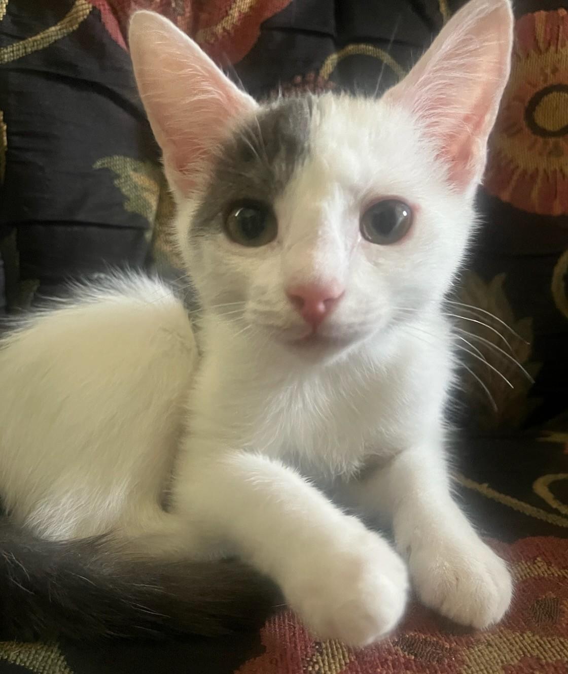 Cats & Kittens for Adoption in Oceana, WV | Petfinder