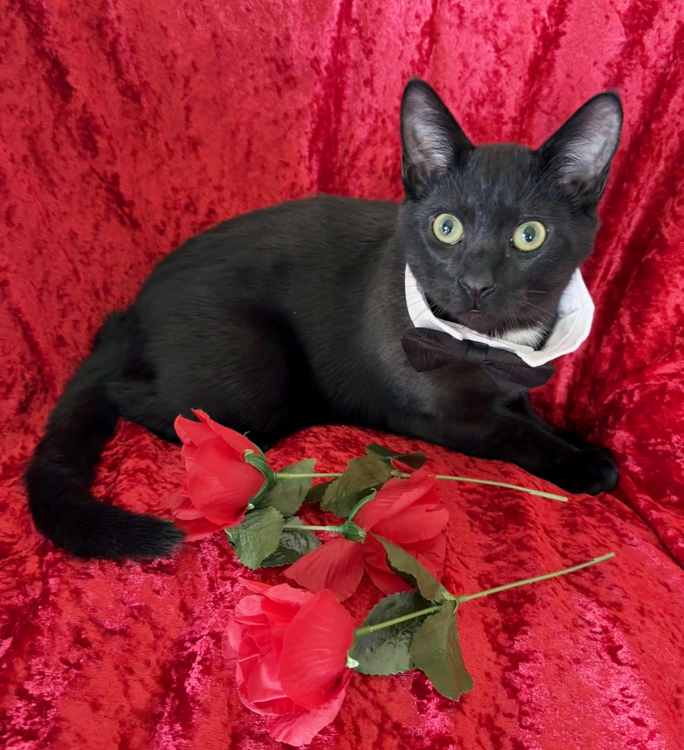 Saske <-- LAP CAT ALERT, adoptable, Kitten Male Domestic Short Hair.