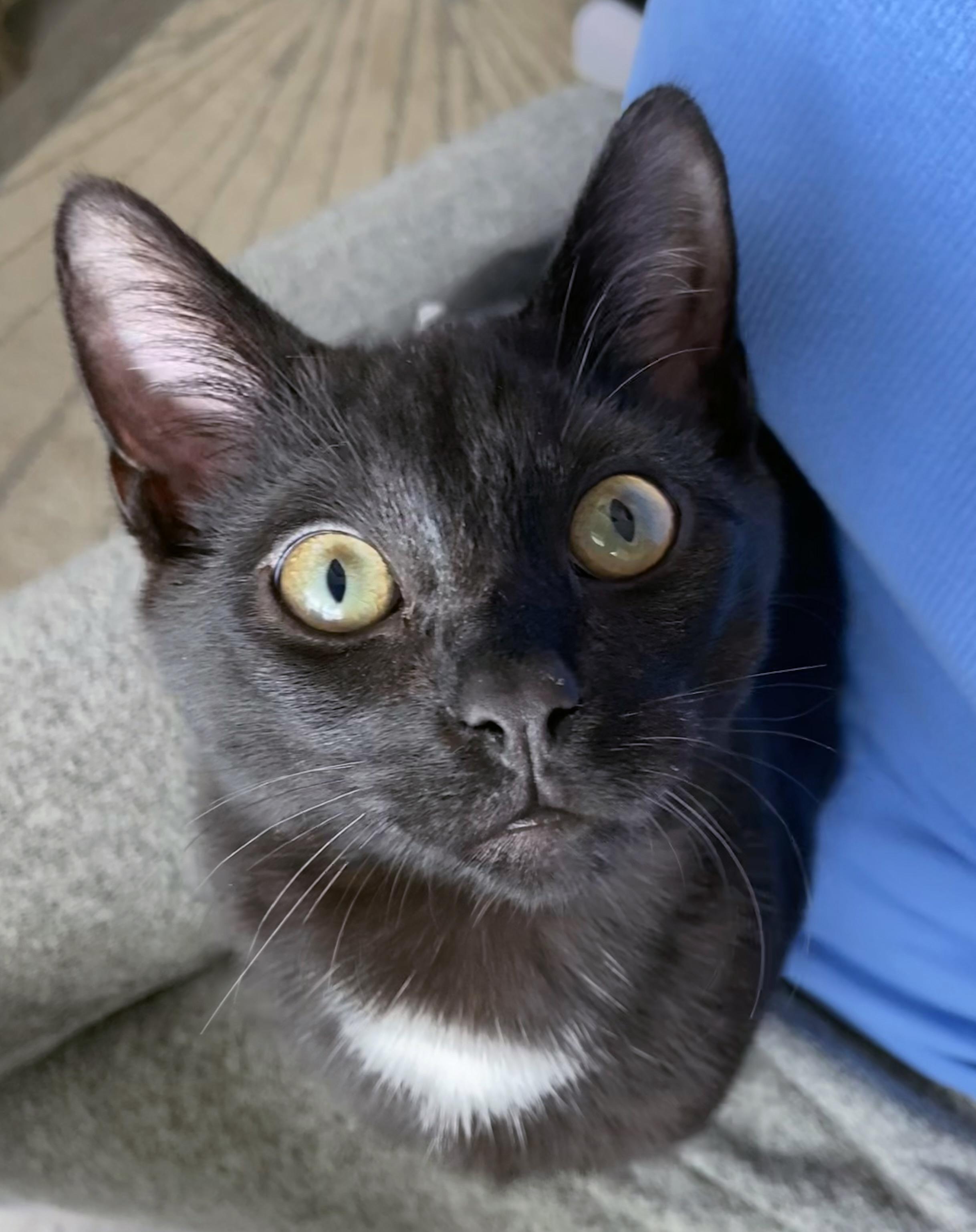 Kakashe <-- LAP CAT ALERT, Adoptable, Kitten Male Domestic Short Hair.