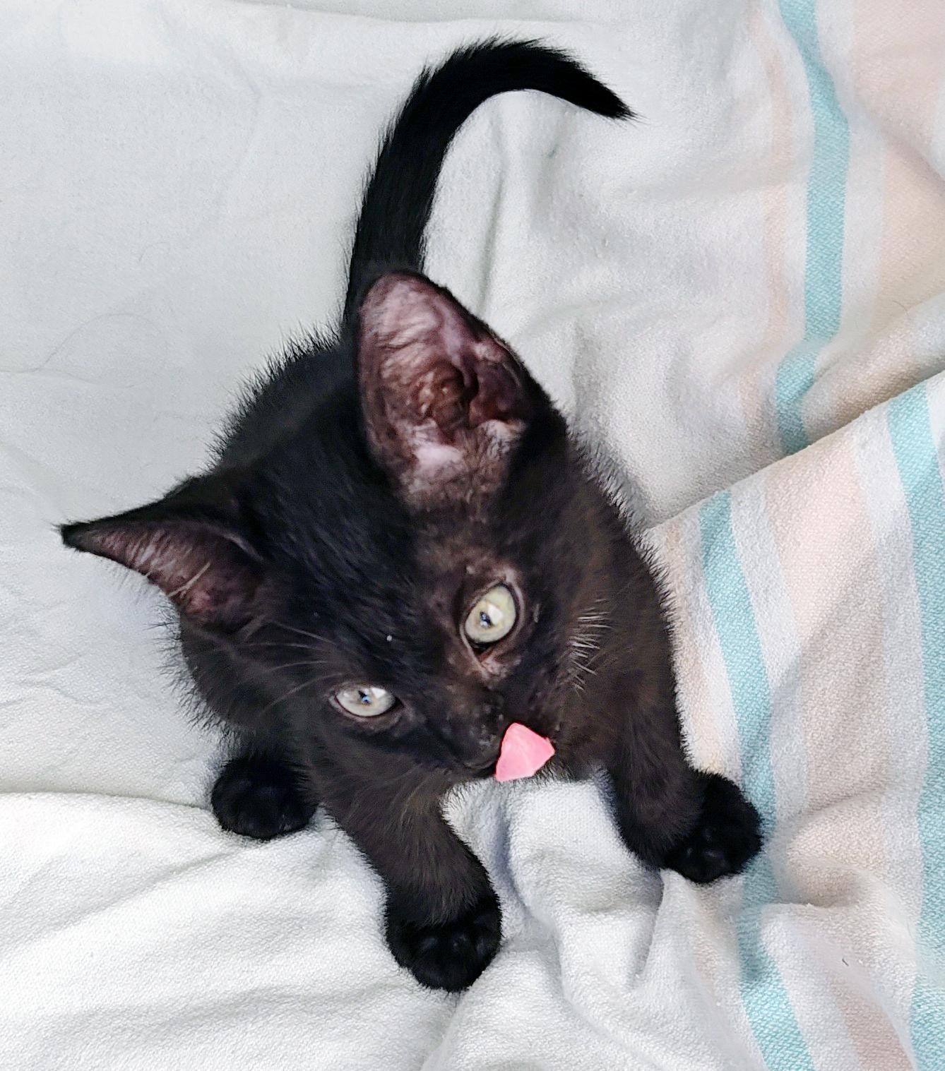 Kakashe, a Adoptable mixed breed in Lake Monroe, FL image 3/3