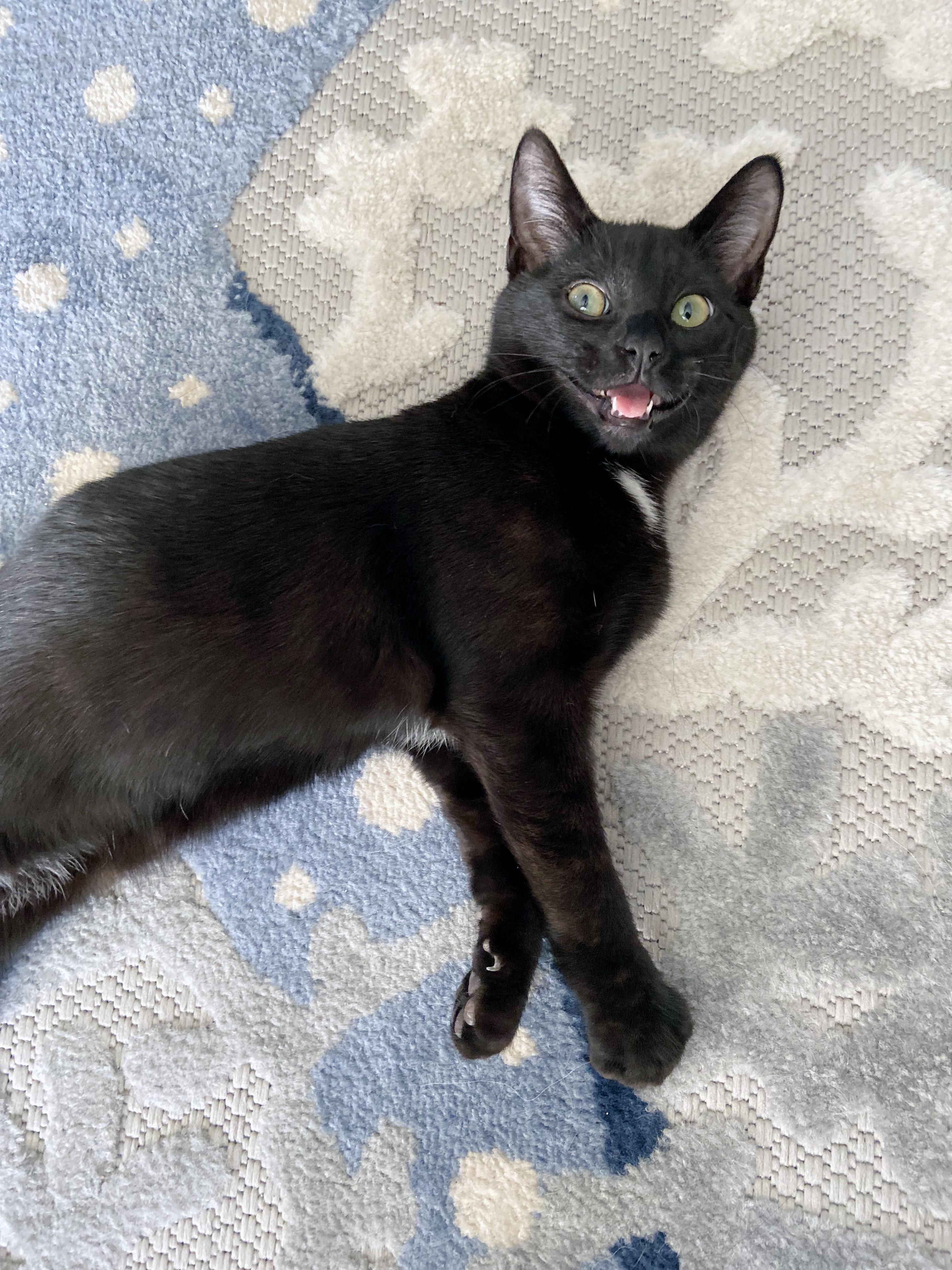 Saske <-- LAP CAT ALERT, Adoptable, Kitten Male Domestic Short Hair.