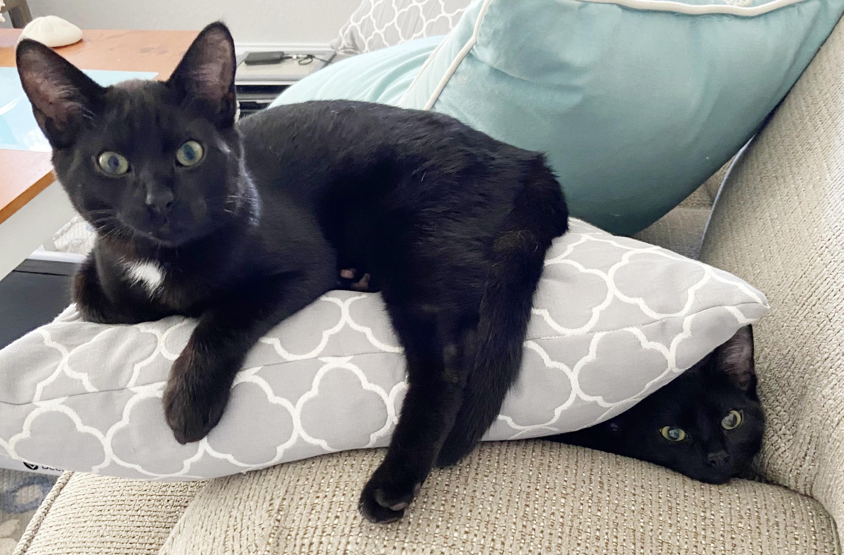 Enlarge Kakashe <-- LAP CAT ALERT, a Adoptable mixed breed in Lake Monroe, FL image 4/5