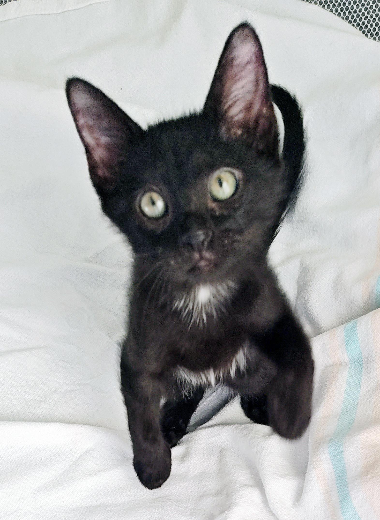 Kakashe, a Adoptable mixed breed in Lake Monroe, FL image 1/3