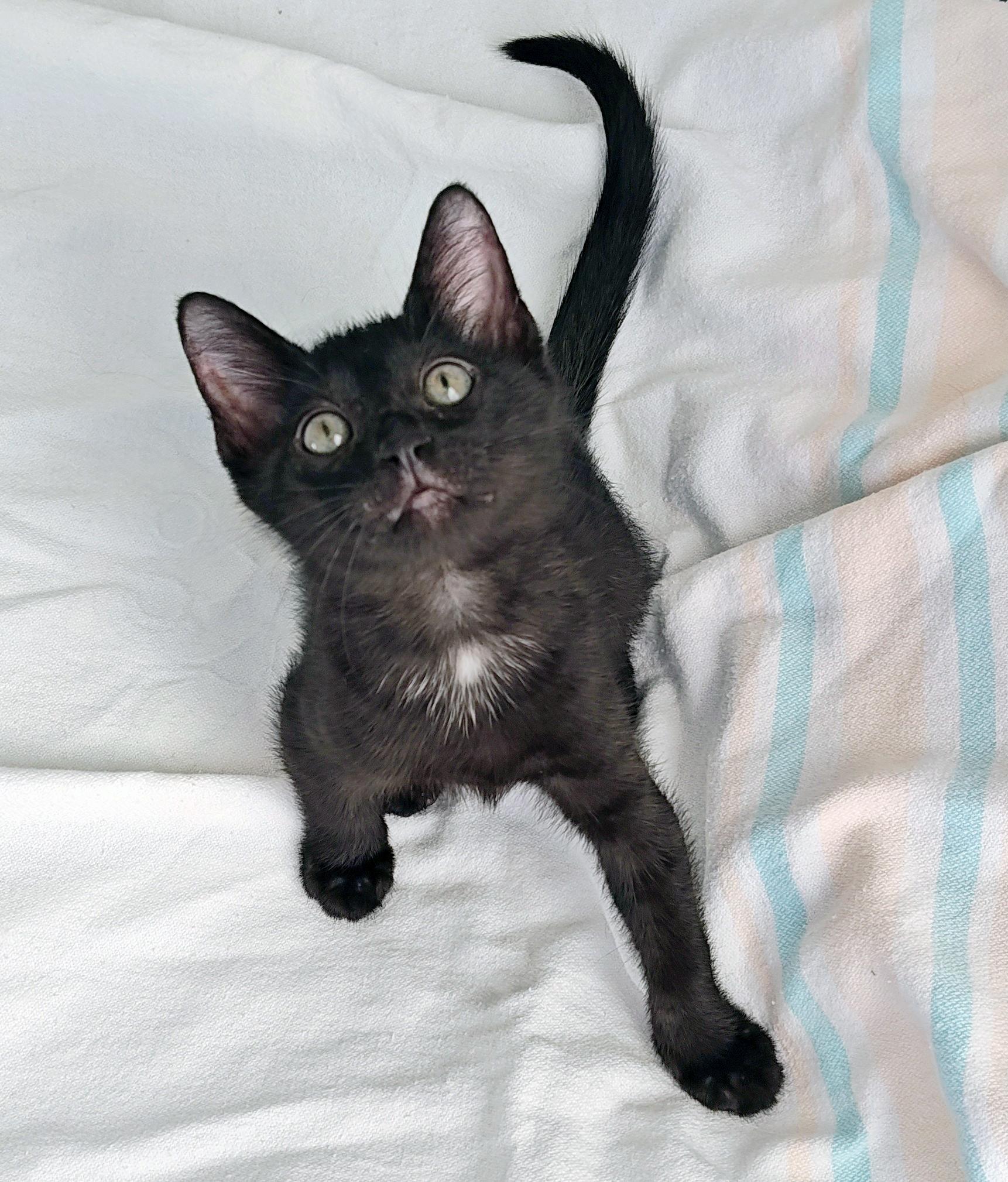 Kakashe, a Adoptable mixed breed in Lake Monroe, FL image 2/3