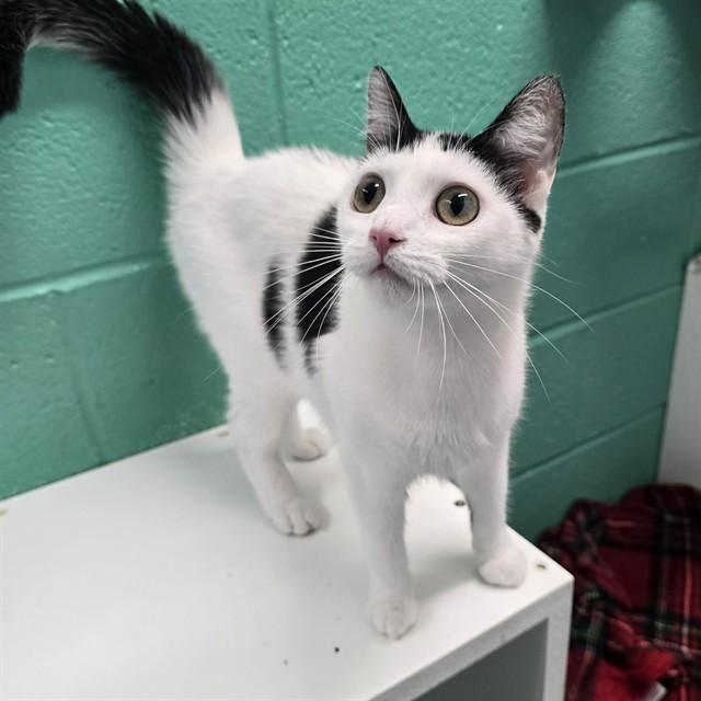 KITTEN, Adoptable, Young Female Domestic Short Hair.