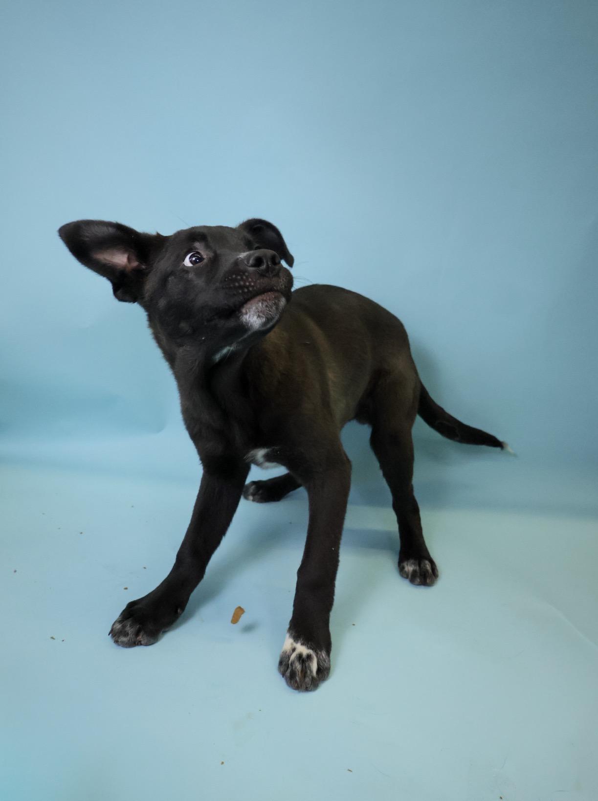 Enlarge Huey, a Adoptable mixed breed in Crossfield, AB image 2/6