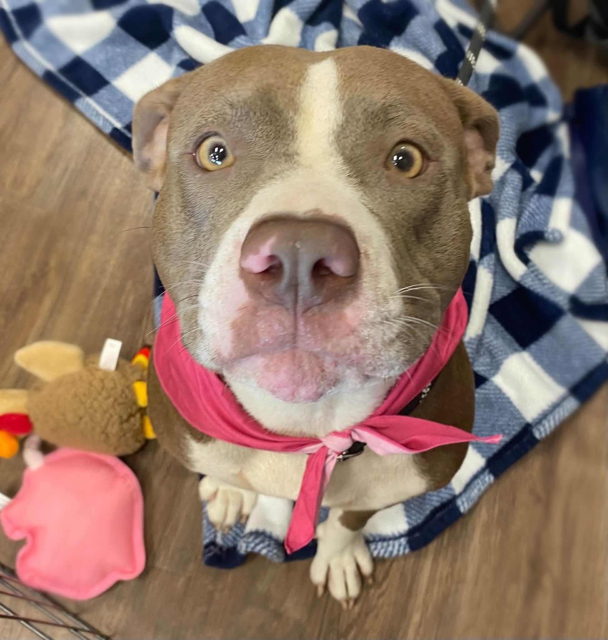 Caramel, a ADOPTABLE Pit Bull Terrier in Cypress, TX image 1/3