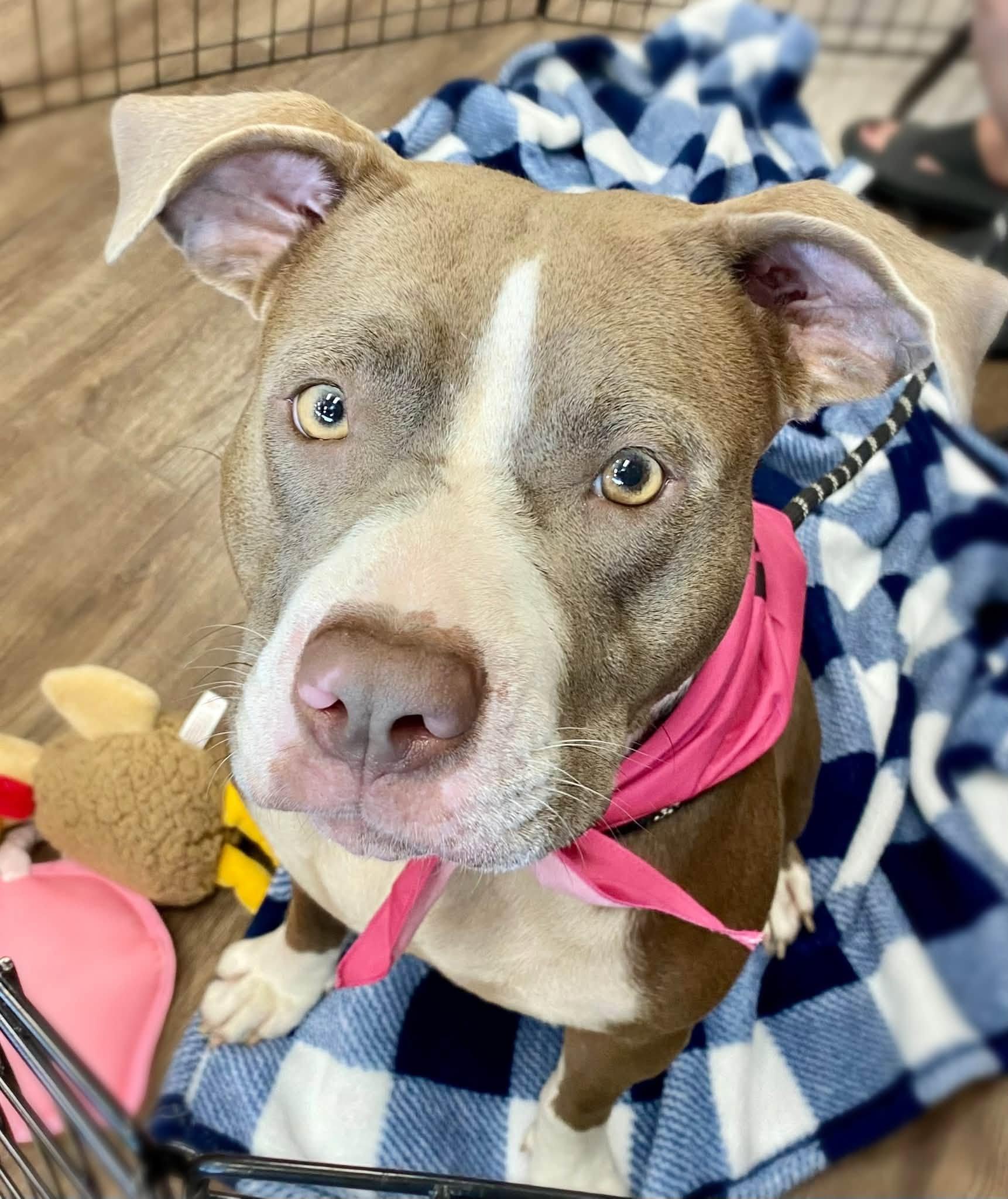 Caramel, a ADOPTABLE Pit Bull Terrier in Cypress, TX image 3/3