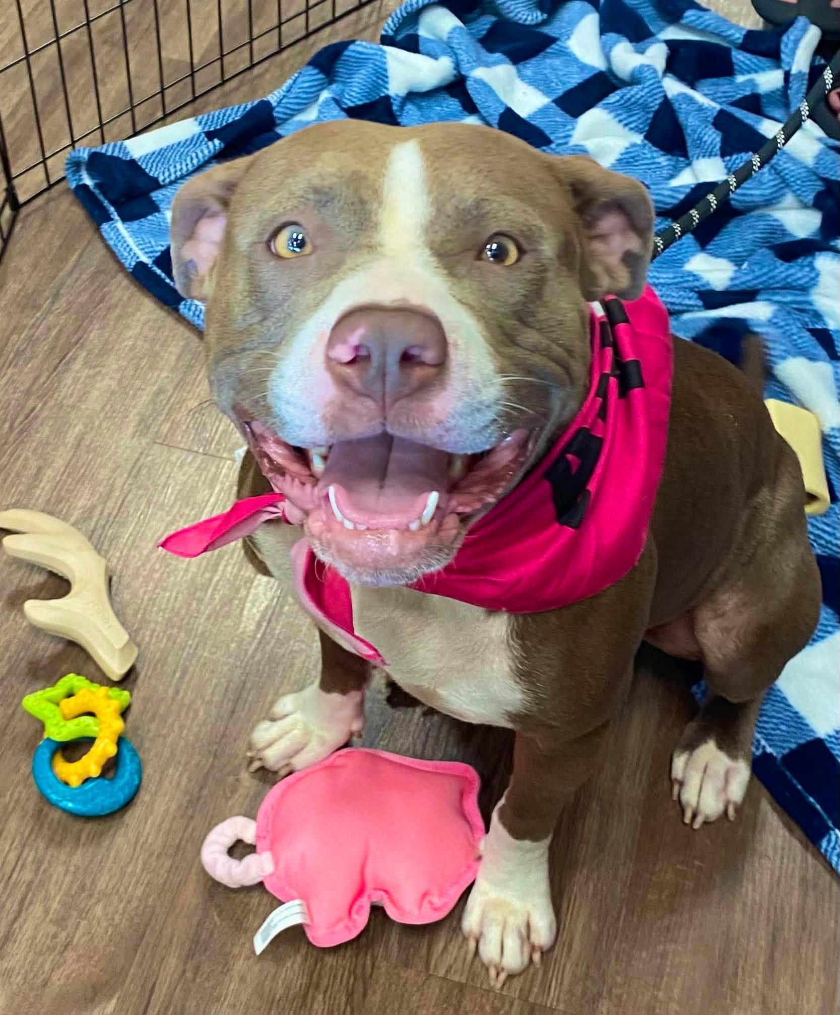Caramel, a ADOPTABLE Pit Bull Terrier in Cypress, TX image 2/3