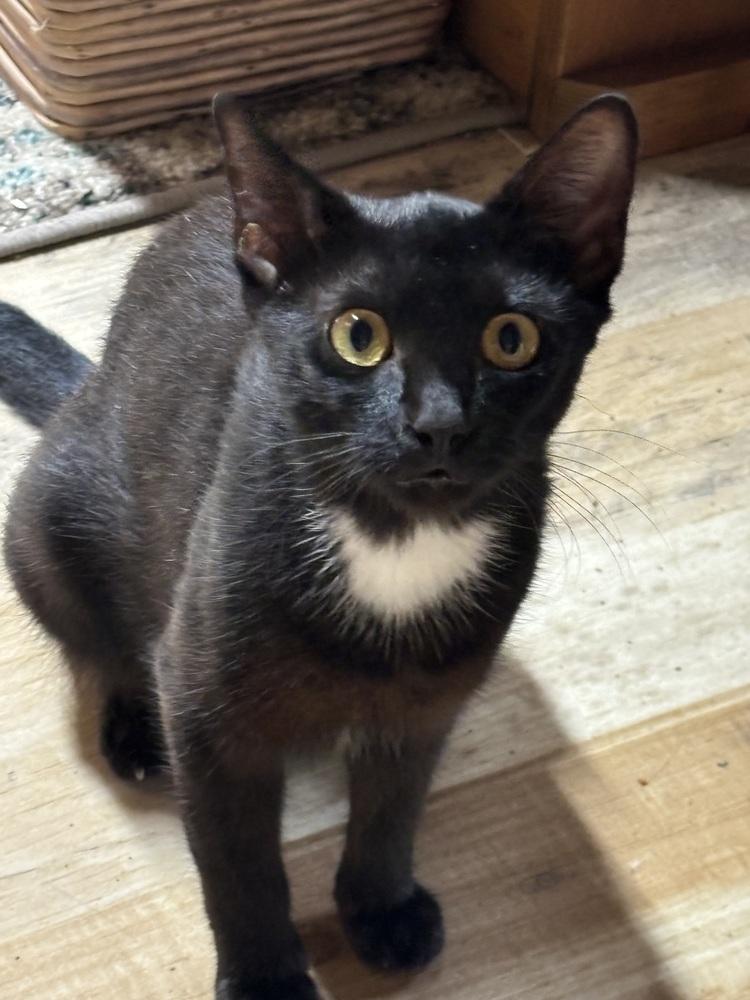Petunia, Adoptable, Adult Female Domestic Short Hair.