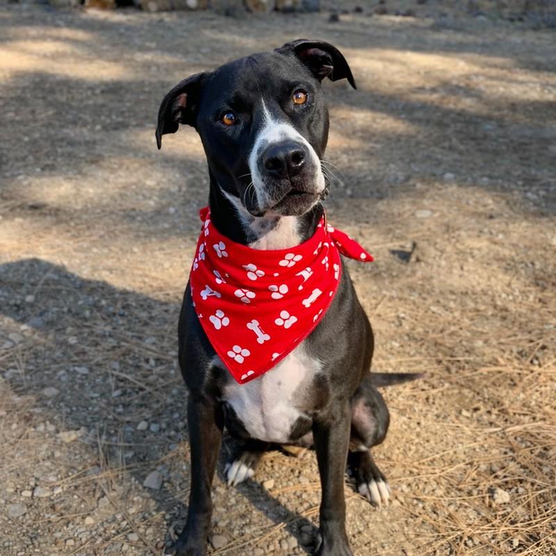 Enlarge Rufus, an adoptable mixed breed in Truckee, CA image 1/4