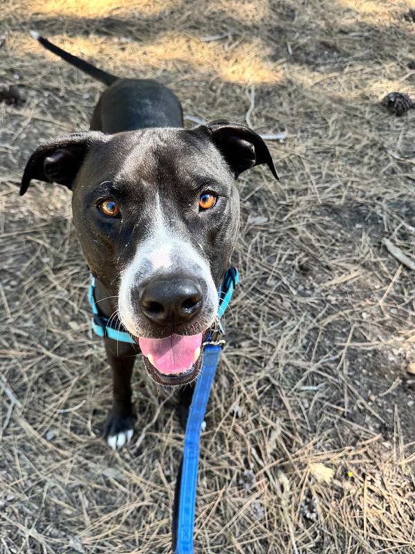 Enlarge Rufus, an adoptable mixed breed in Truckee, CA image 4/4