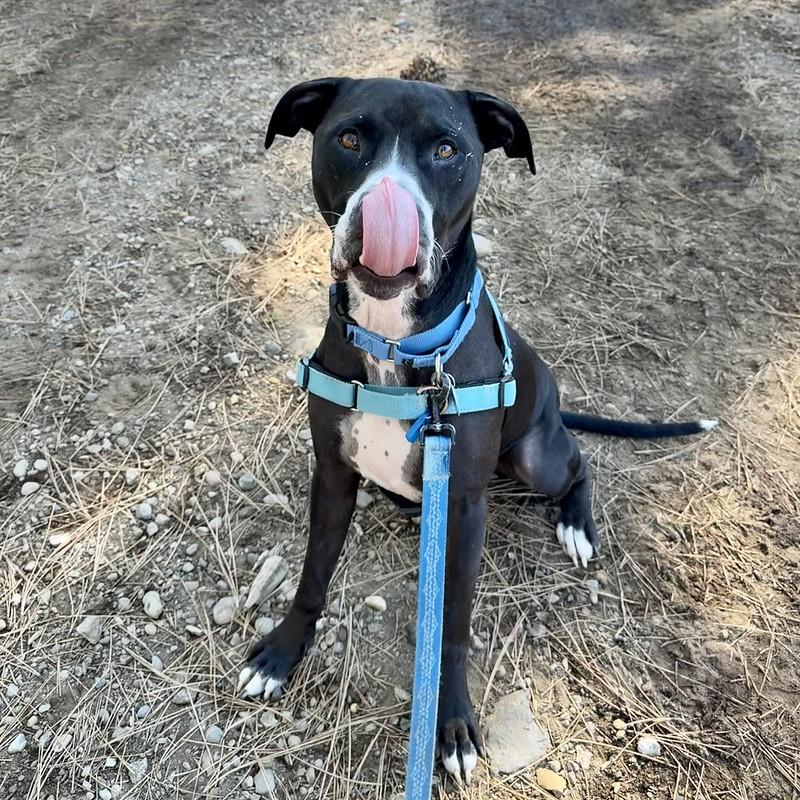 Enlarge Rufus, an adoptable mixed breed in Truckee, CA image 3/4