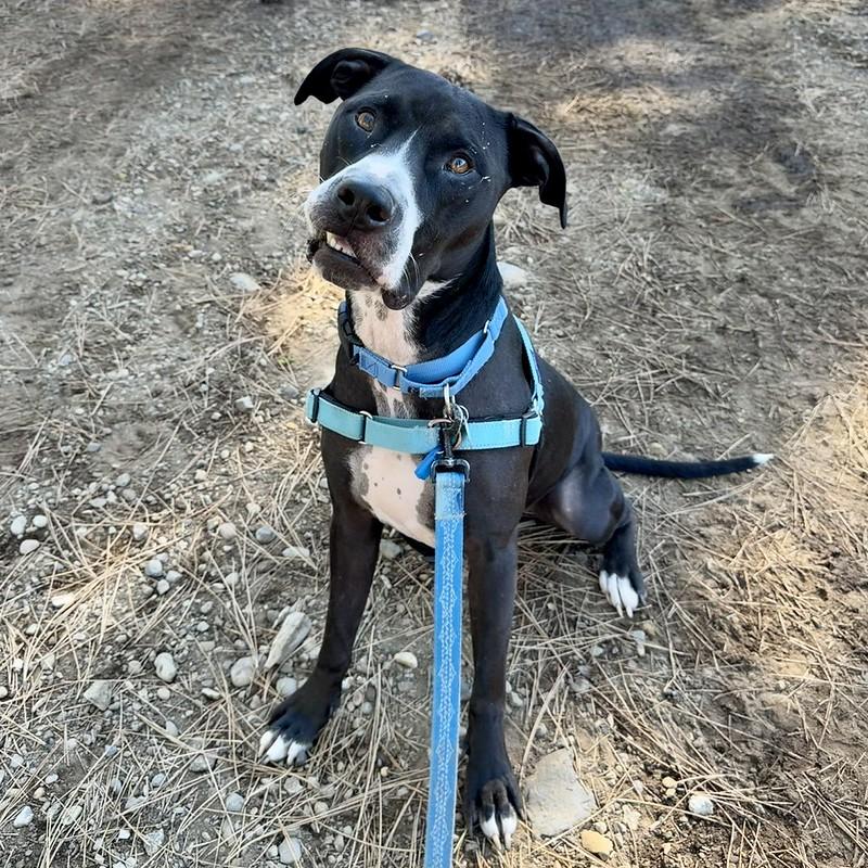 Enlarge Rufus, an adoptable mixed breed in Truckee, CA image 2/4