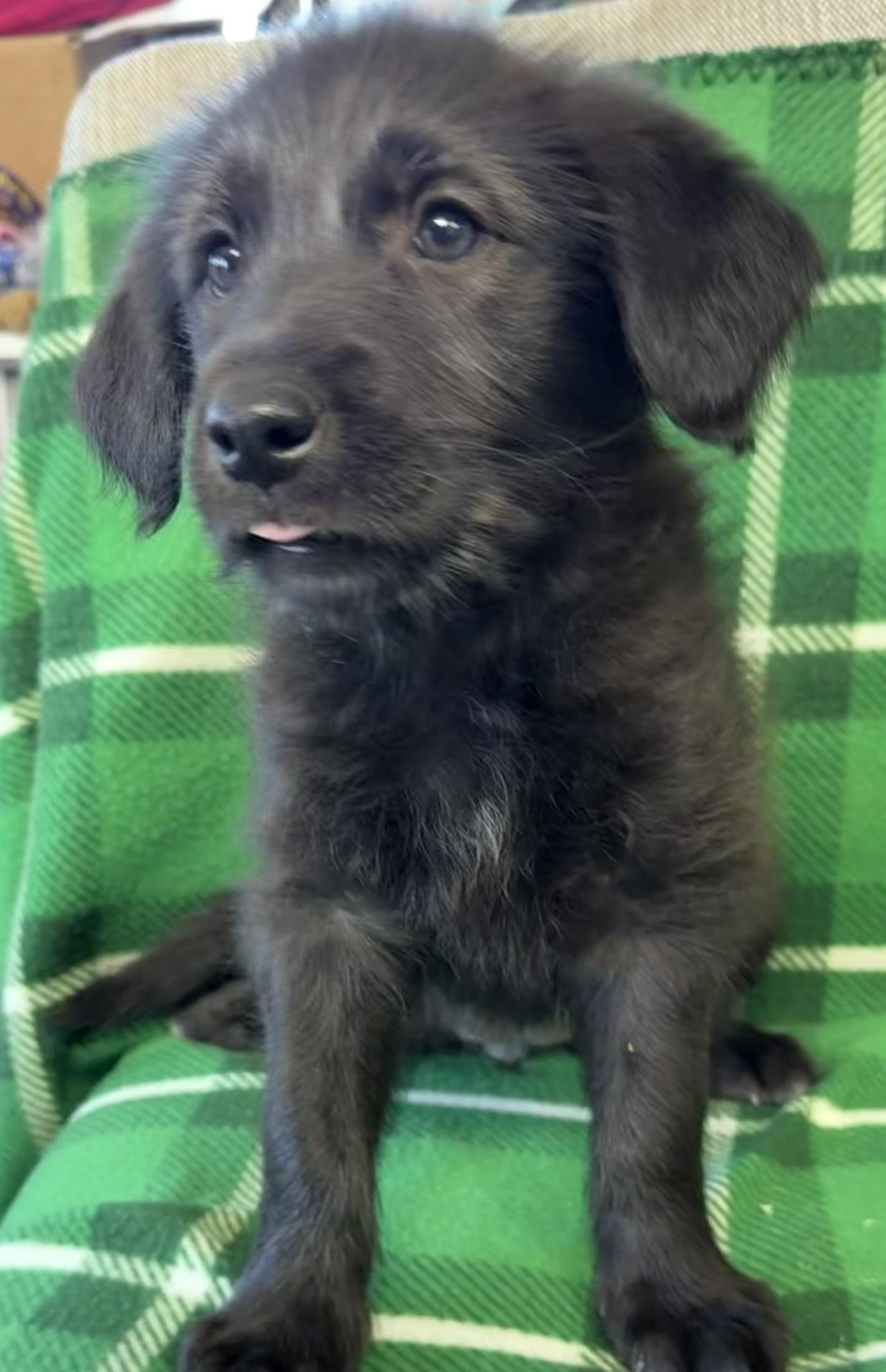 Enlarge Bella, an adopted mixed breed in Owensboro, KY image 2/2