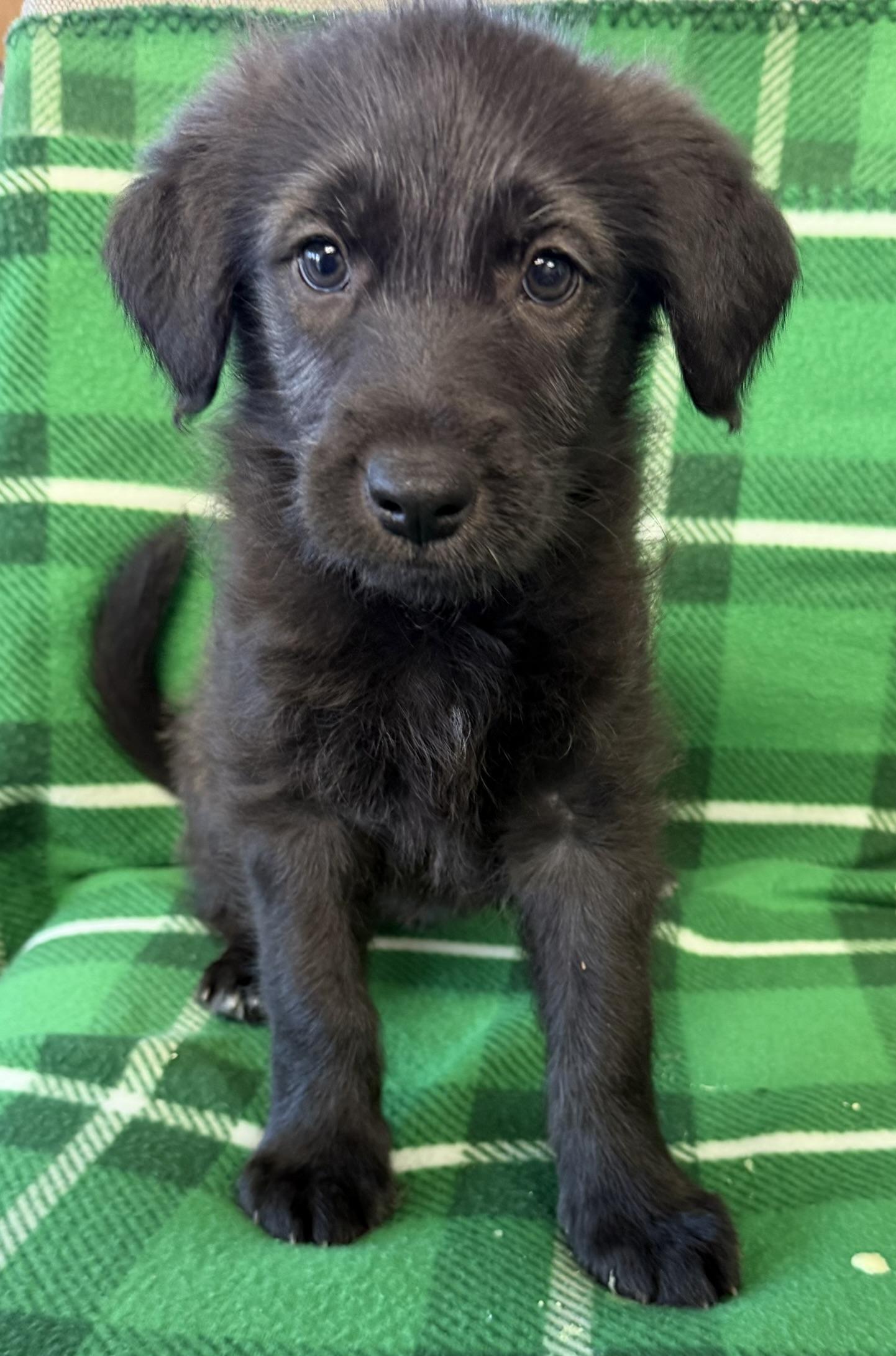 Bella, adopted, Puppy Female Terrier.