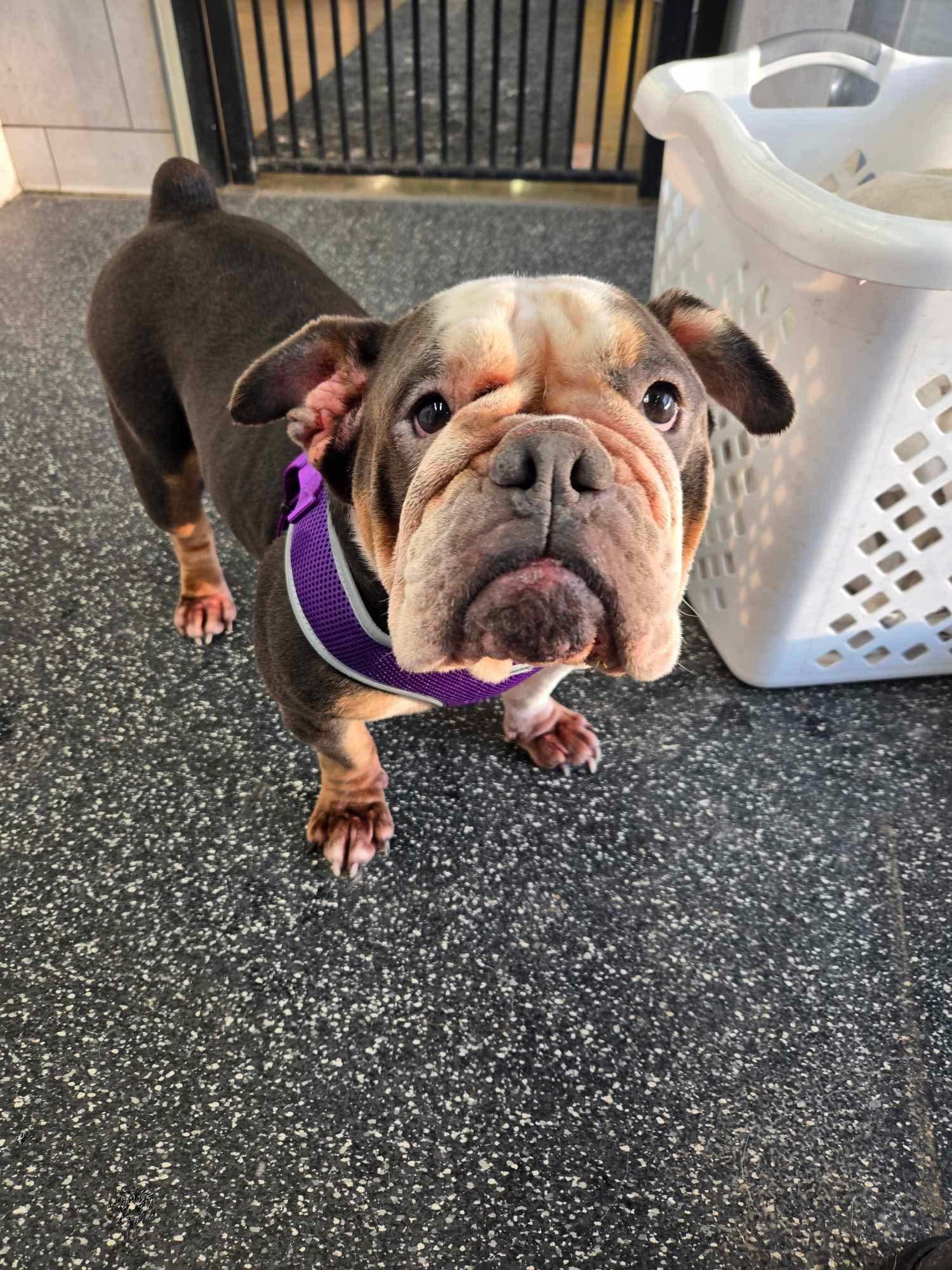 Mabel, a Adoptable Bulldog in Clay, NY image 2/6