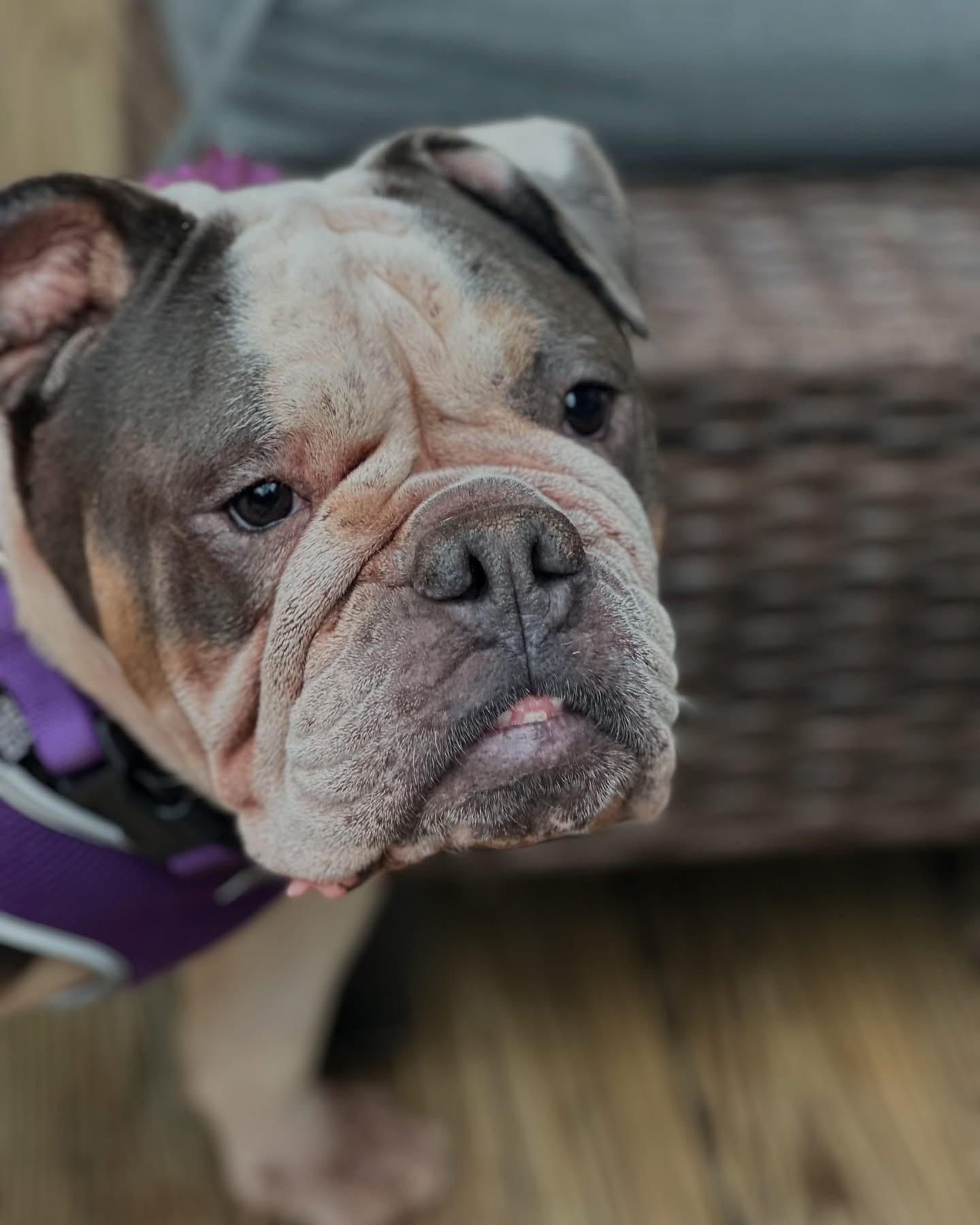 Mabel, a Adoptable Bulldog in Clay, NY image 1/6