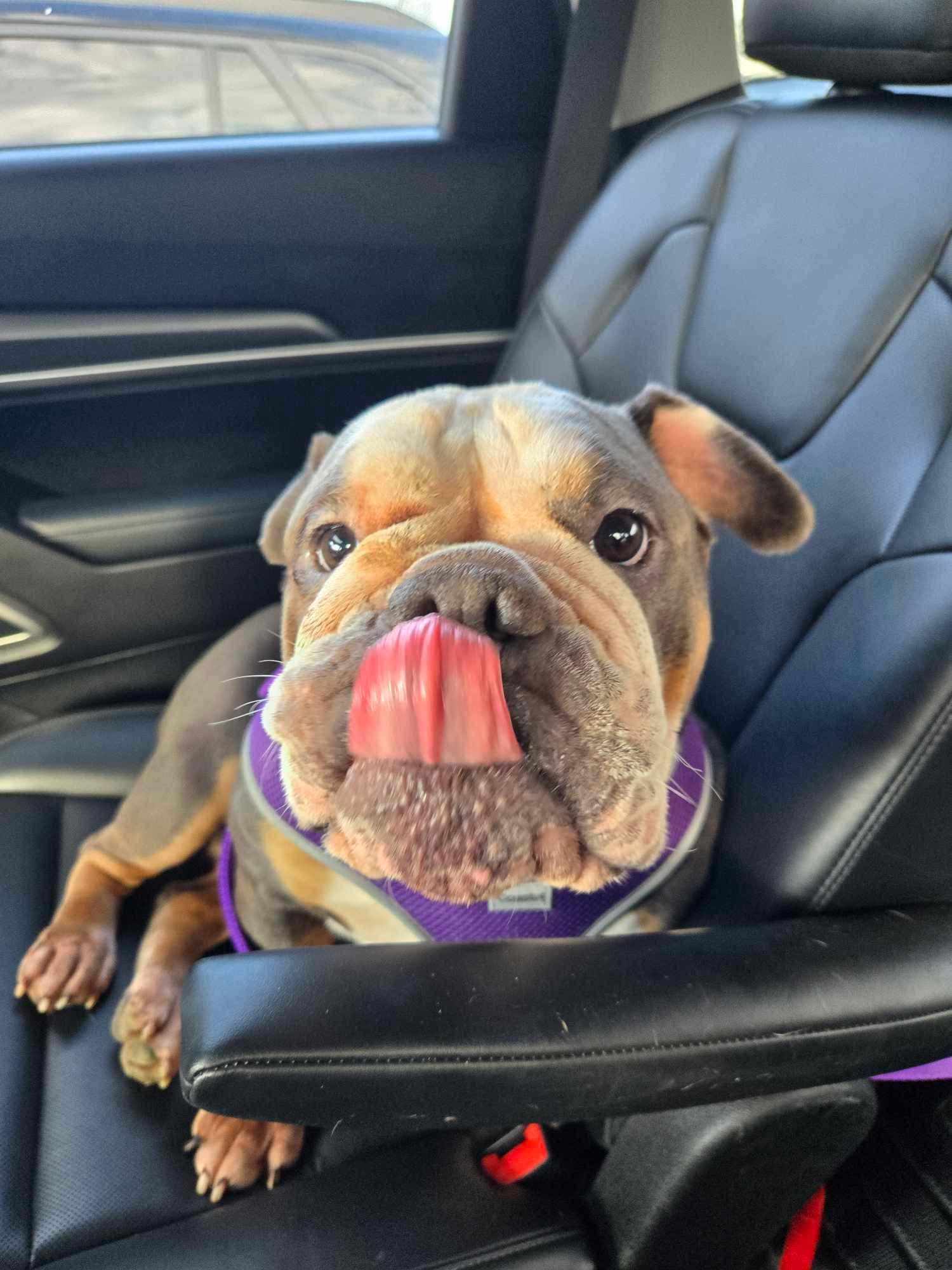 Mabel, a Adoptable Bulldog in Clay, NY image 3/6