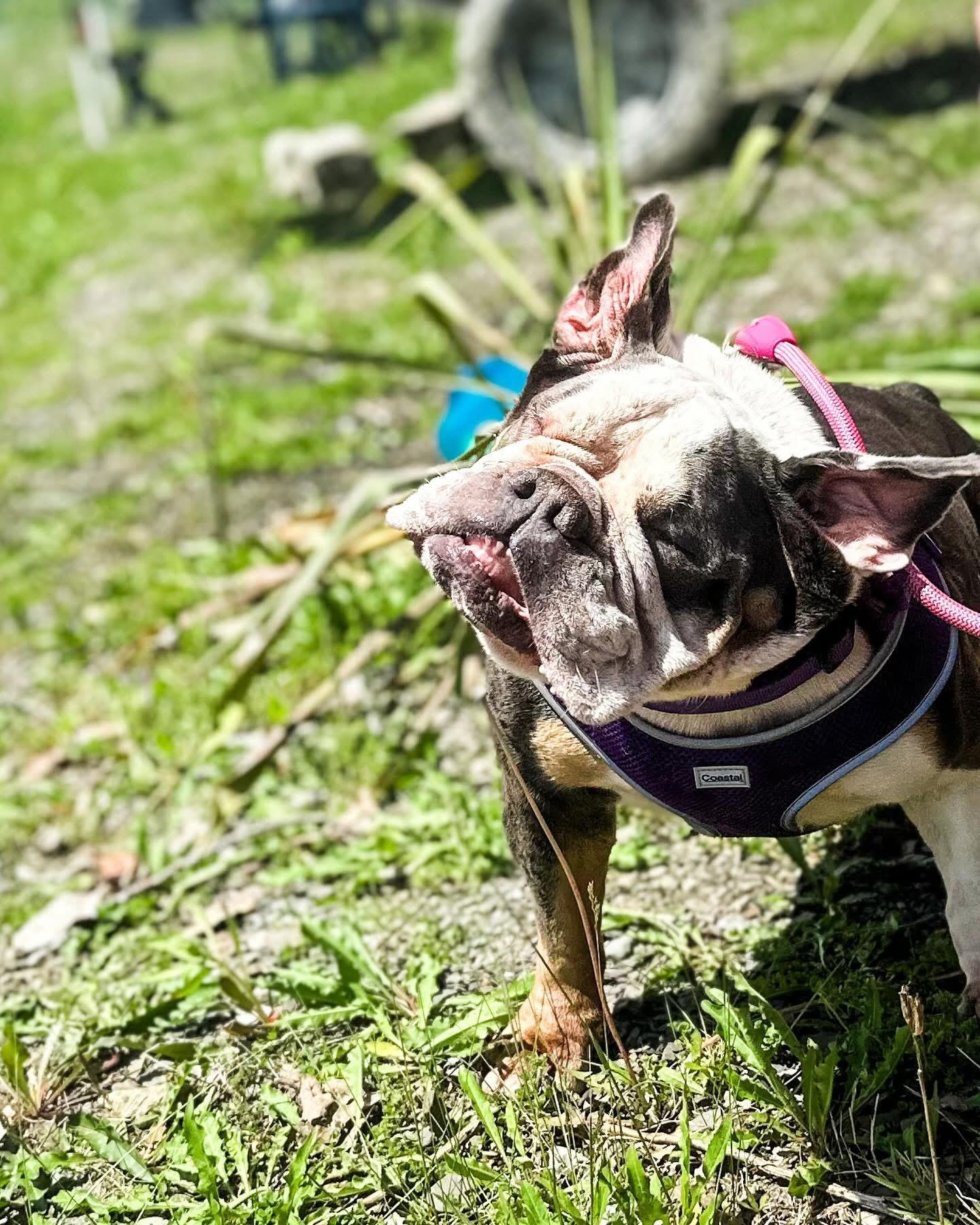 Mabel, a Adoptable Bulldog in Clay, NY image 6/6
