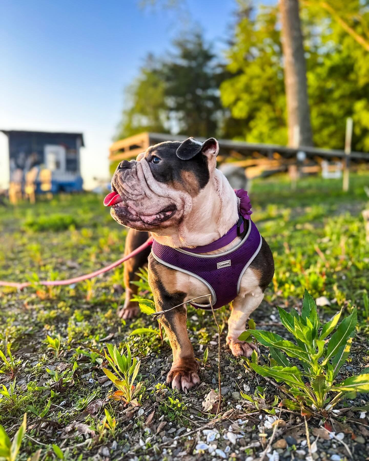 Mabel, a Adoptable Bulldog in Clay, NY image 5/6
