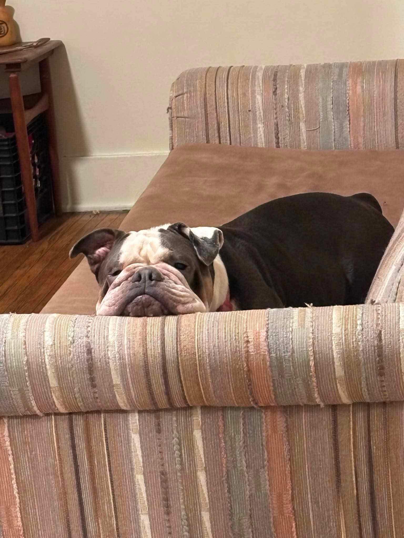 Mabel, a Adoptable Bulldog in Clay, NY image 4/6